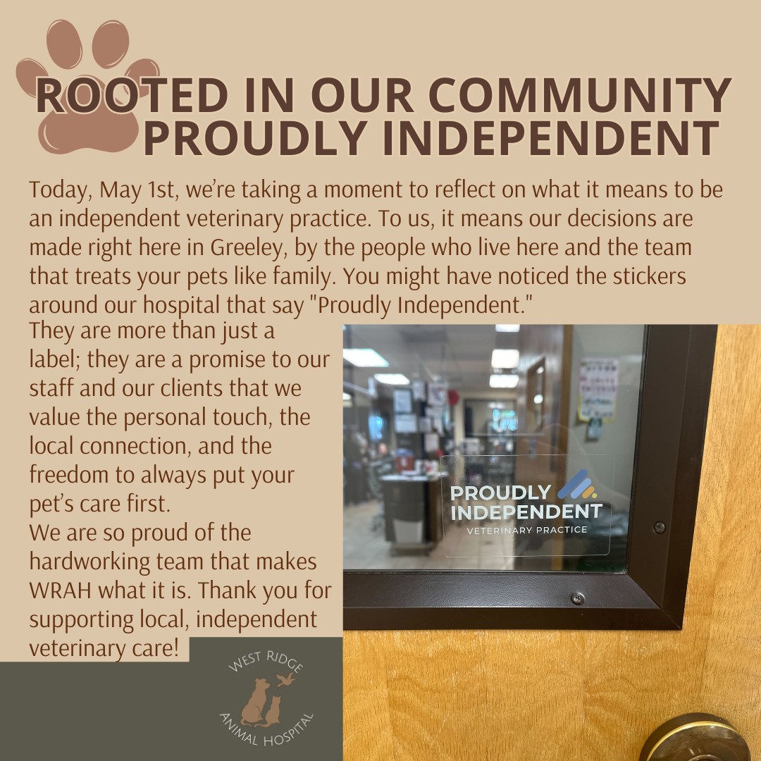 Rooted in Our Community. Proudly Independent. 🐾🌿
Today, May 1st, we’re taking a moment to reflect on what it means to be an independent veterinary practice. To us, it means our decisions are made right here in Greeley, by the people who live here and the team that treats your pets like family.
You might have noticed the stickers around our hospital that say "Proudly Independent." They are more than just a label; they are a promise to our staff and our clients that we value the personal touch, the local connection, and the freedom to always put your pet’s care first.
We are so proud of the hardworking team that makes WRAH what it is. Thank you for supporting local, independent veterinary care!
#WRAHWarrior #ProudlyIndependent #GreeleyVets #MayDay #SupportLocal #CommunityFirst #WestRidgeAnimalHospital #IndependentVeterinaryPractice
