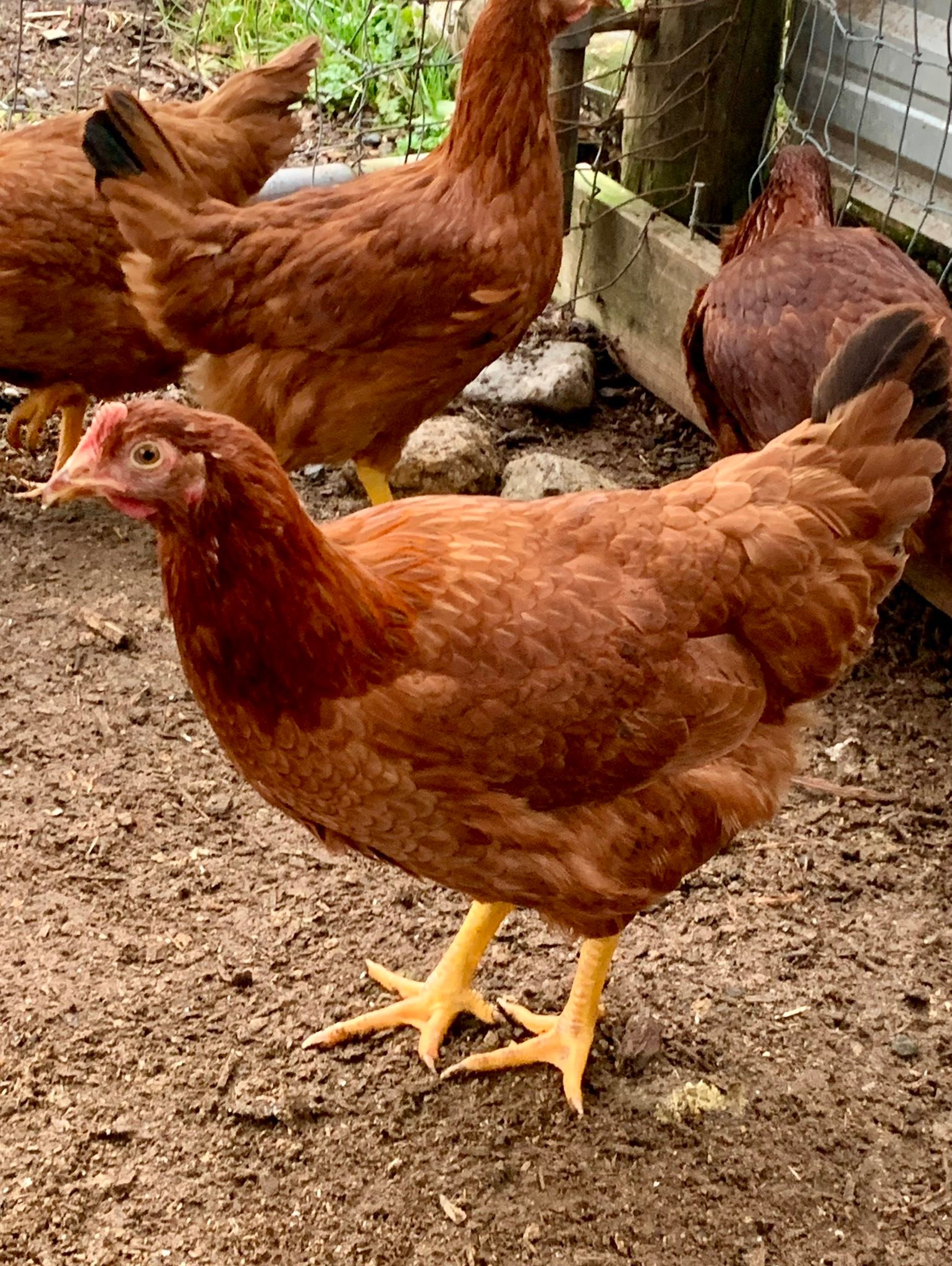 Great morning to buy some hens!
100 day old Pullets (Females hens for sale
Amazing Layers!
3/4 Rhode Island Red/1/4 Bovan mix
Bradner and Ranch Avenue pick up (Aldergrove border/West Abbotsford)
Available for pick up Saturday May 2nd and Sunday May 3rd
Bring your own carrier
*** Will be hot *** Temprature controlled vechicle a must.
75 available and will sell very quickly.
1-10 = $26 each
10-30 = $25 each
30 - 50 = $24 each
50-100 = $23 each