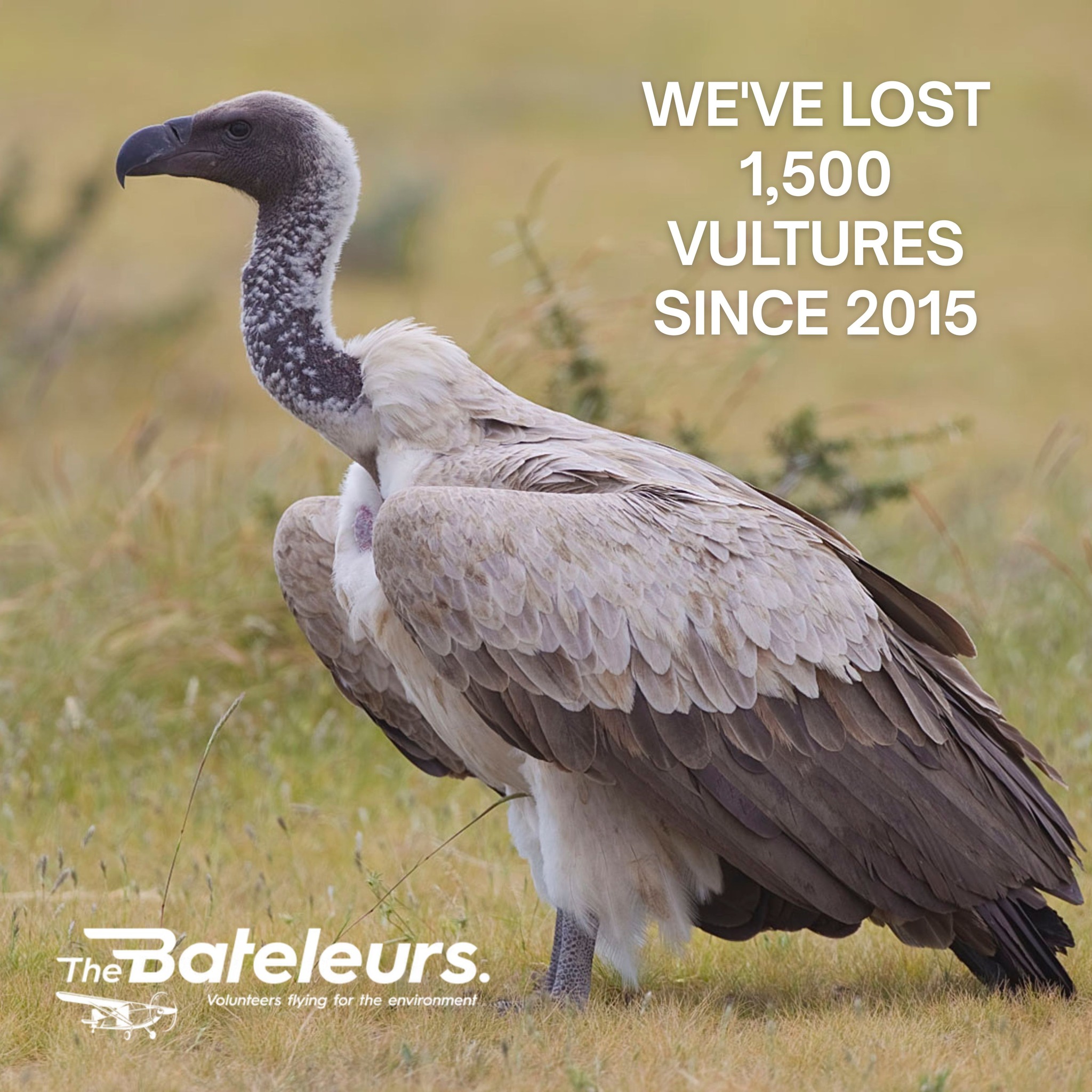 Vultures don't get Instagram love. But they deserve it more than almost
anything alive.
They are nature's clean-up crew - preventing the spread of anthrax, rabies,
and cholera by consuming carcasses before disease spreads. Lose the
vulture, lose the ecosystem.
South Africa has lost approximately 1,500 vultures since 2015. The Bateleurs
work with VulPro and partners to track, monitor, and relocate vulture
populations - by air.
This month we've shared 12 posts, 12 missions, 12 reasons to care. Next
month, we'll fly more.
🔗 Help us keep flying: bateleurs.org
📞 +27 82 891 1689 📧 steve@bateleurs.org
#conservation #savethevultures