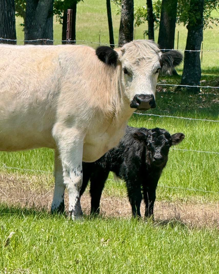 Mom and new little girl are doing great?! What should I name her? Drop you suggestion in comments 👇🏻