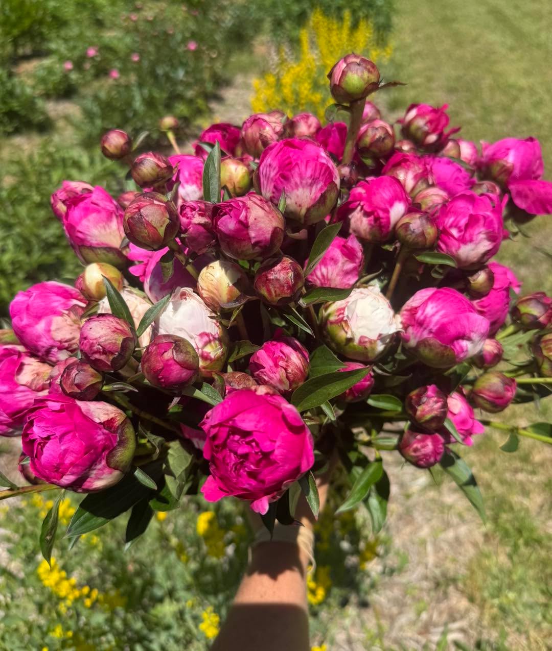 🌸PEONY WEEK🌸continues at The Flower Shack daily through Friday!
Peony plants are $30 and varieties include:
Kansas, Alex Fleming , Bowl of Love, Duchesse de Nemours, Lady Duff, Krinkled White, Avis Varner, Paula Fay, Karl Rosenfield, Felix Crouse, Sarah Bernhardt, Red Sarah Bernhardt, Catharina Fontijn, Florence Nicholls and Alertie
Some of these plants we have very limited quality so feel free to message me to reserve!
Open 10am-7pm daily through May 8 with lots of peony and mixed bouquets. Perfect for an early Mother’s Day gift!
📍345 Kimzey Rd Mills River