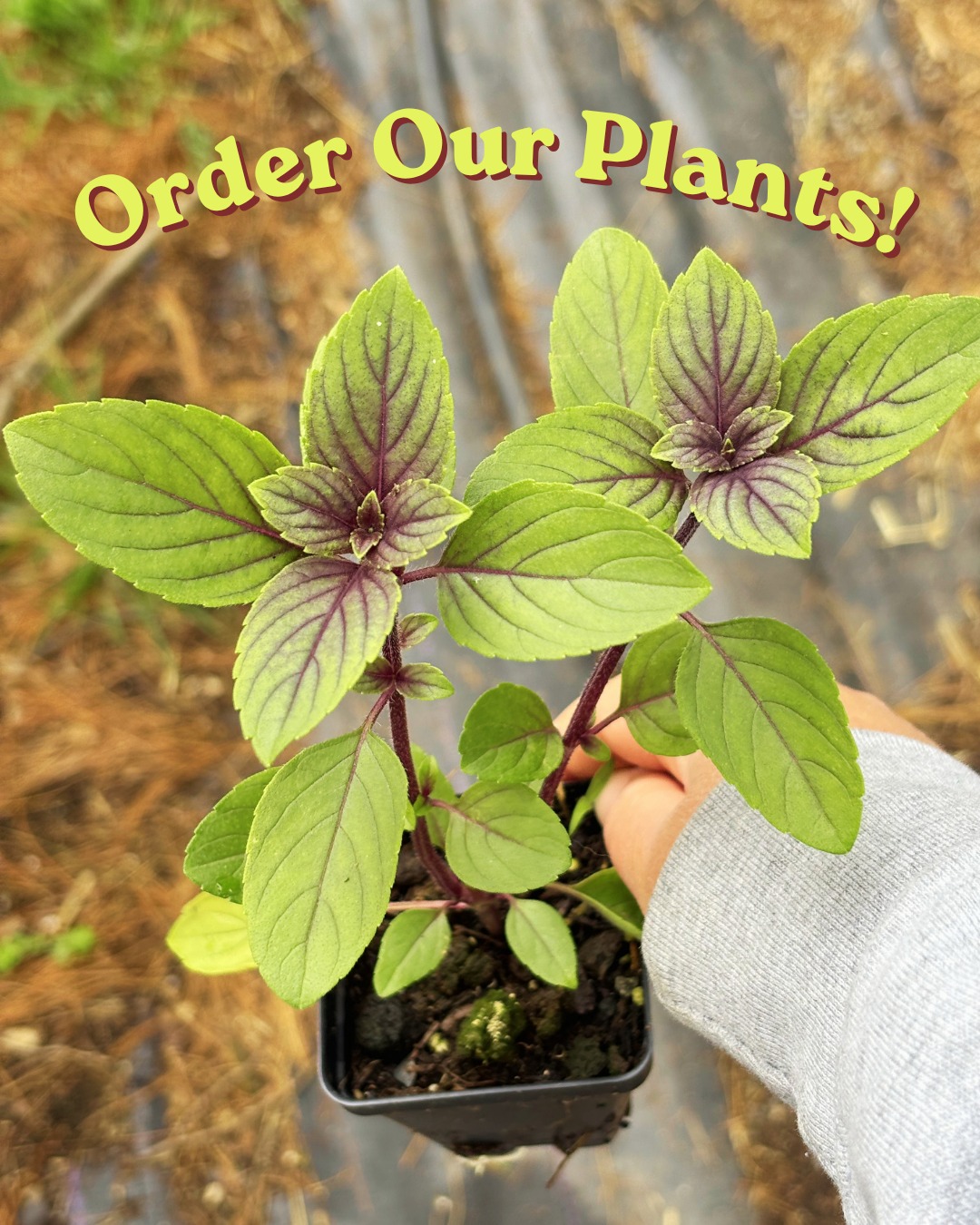Did you know you can buy plants for your garden with Chesapeake Farm to Table? We've got all your favorites including:
🍅 Tomatoes 🥫
🫑 Peppers 🌶️
🥬 Leafy Greens 🥗
🥘 Squash 🍠
🍆 Eggplant 🌱
🌿 Herbs 🪴
And more!
#PlantStarts #MarylandPlantShops #MarylandGardens #transplants #marylandfarmersmarket