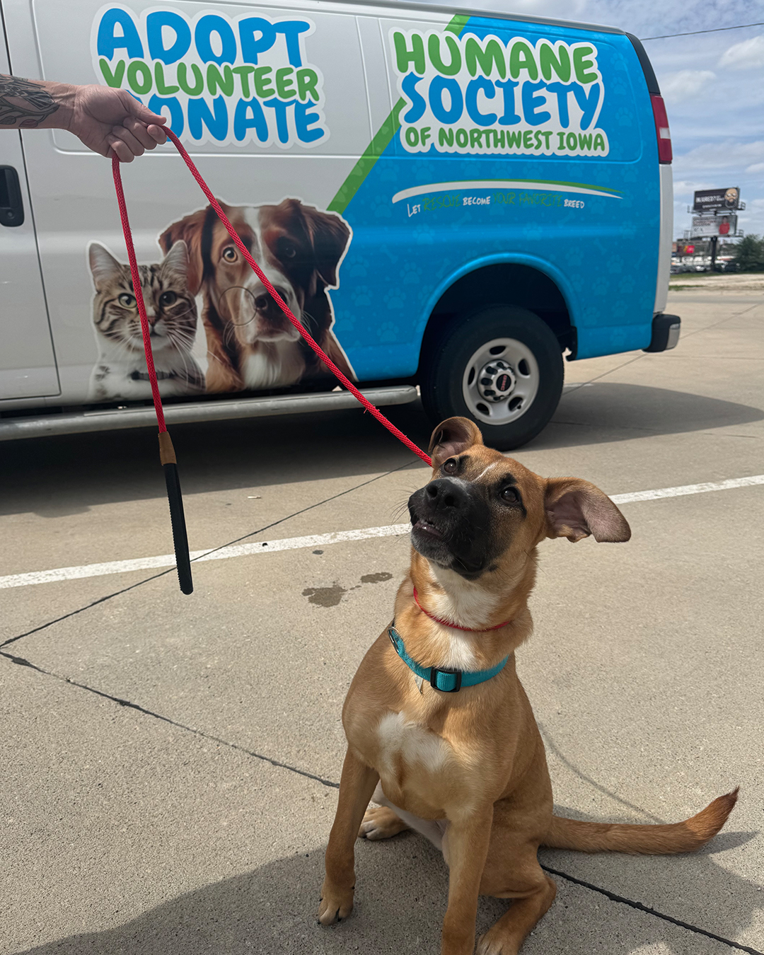 Yesterday, our team drove down to Des Moines to pick up a few new friends in hopes of increasing their chances of finding a home.
Help us welcome Ember, Raven, and Remi to the HSNWIA family!
If you are interested in adopting one of these sweet babies, head on over to our website and fill out an application!
