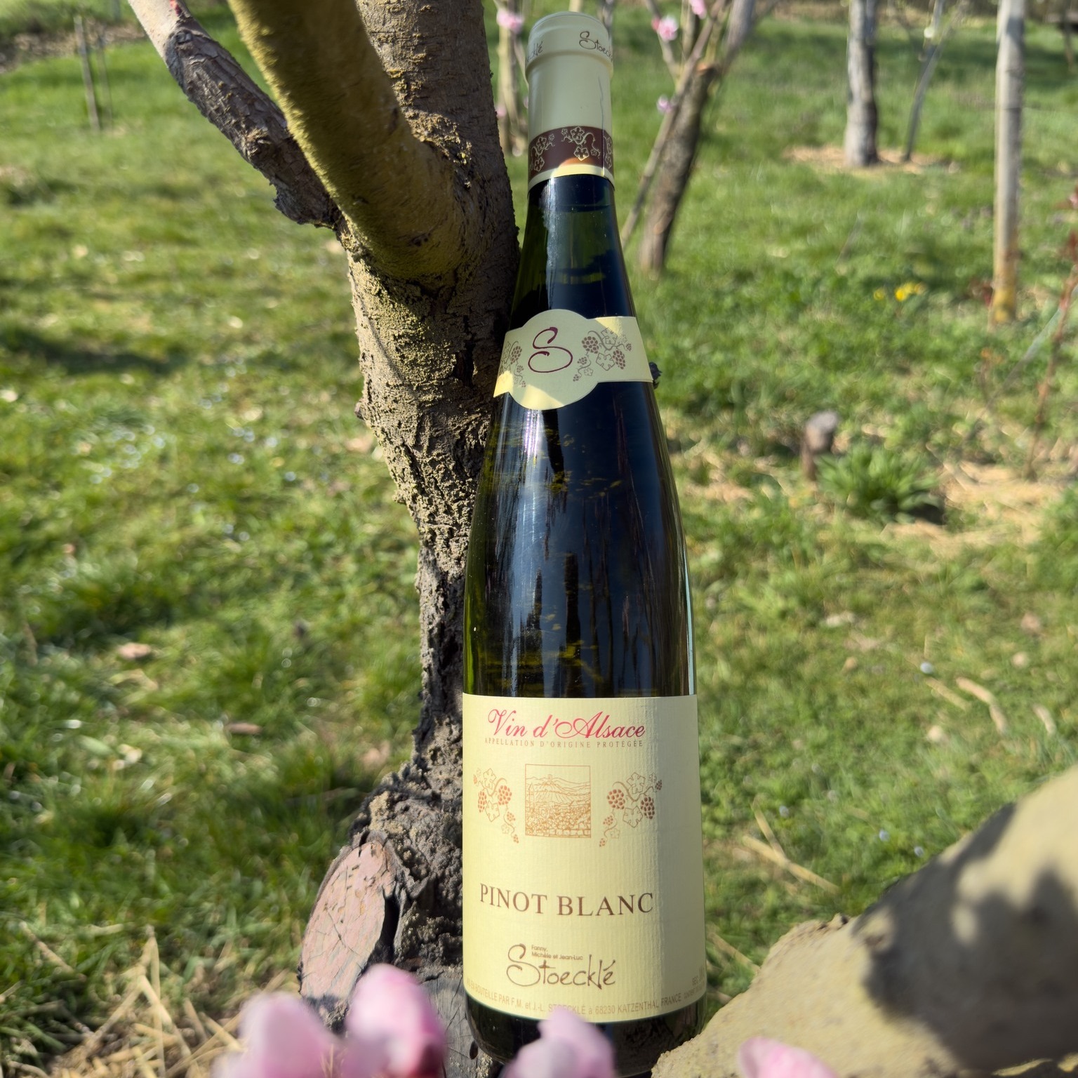 Le printemps s’invite au cœur des vignes… et dans nos verres 🌸🍷
Entre fleurs en éveil et douceur des premiers rayons, notre Pinot Blanc révèle toute sa fraîcheur et son élégance.
Un instant suspendu, où nature et plaisir se rencontrent ✨
#vinsalsace #pinotblanc #alsace #winelover