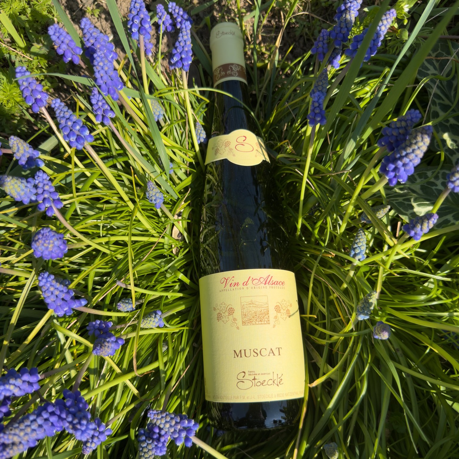 Quand le vin rencontre le parfum du printemps… 🌿💜
Notre Muscat s’exprime avec finesse, entre fraîcheur et notes florales délicates.
Une invitation à savourer la saison autrement 🍷✨
#muscat #printemps #vinsalsace #terroir