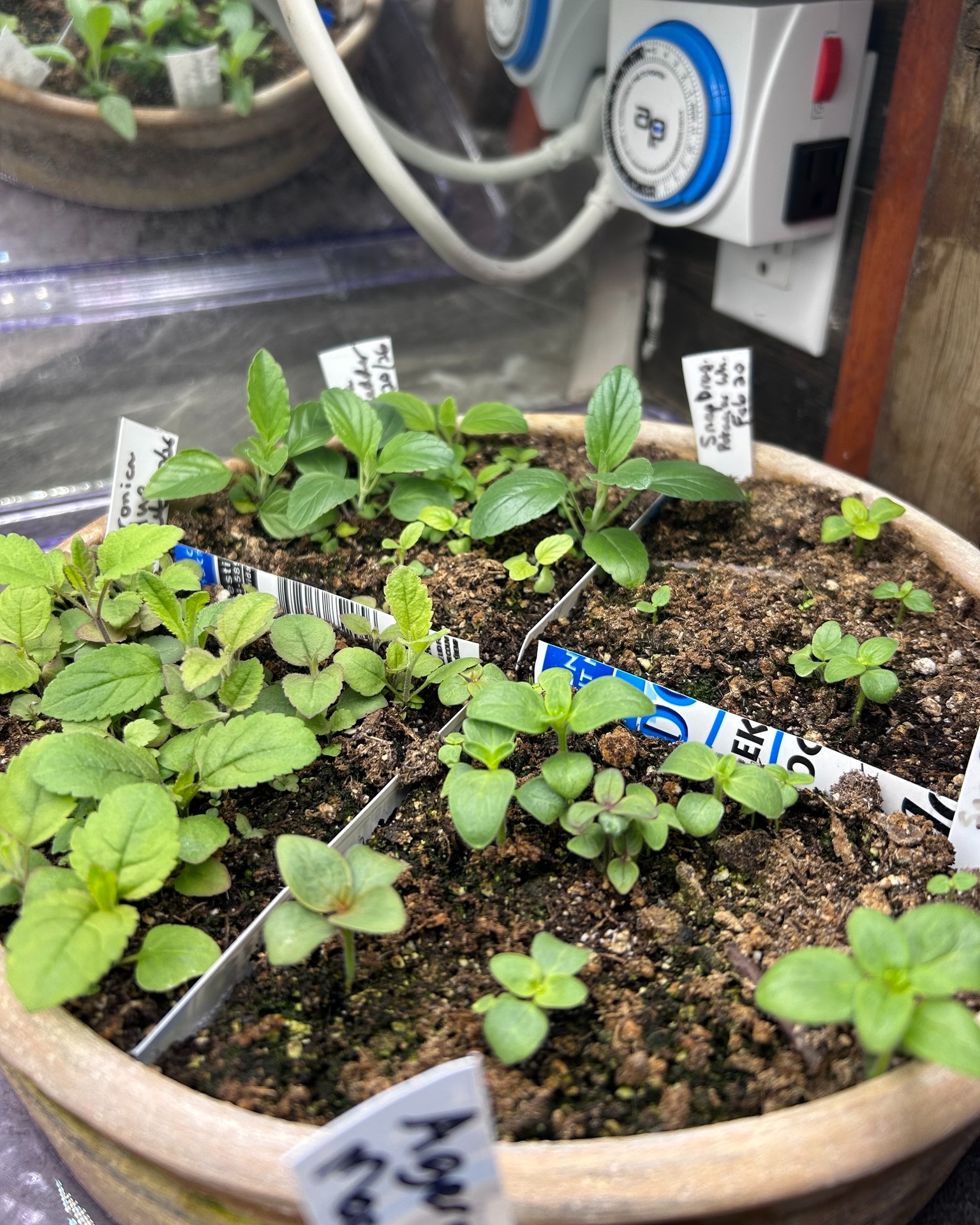 Snapdragons, Veronica and Salvia.
What sounds like a girl's rockband are instead three plants that grow beautifully in our seed starters!
Come chat with us, and we can see what rockband you can grow!