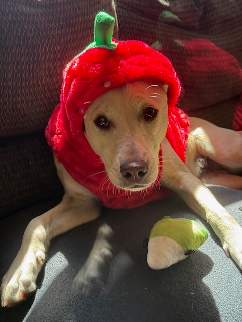 Happy Adoptaversary, Sunny! 🌞💛
"May 6th marks one year since we saw Sunny on the Cape Ann Animal Aid website and rushed over to adopt her. She turned one on January 14th and has grown into such a sweet, bouncy girl who’s full of love and adventure. Her big sister, Winnie, is her protector and guide — for better or worse 😂
It’s a small world because her biological sister, now named Churro, was adopted right in our neighborhood, so they still get to see each other and play. Sunny loves her monthly baths and pampering at Petco, and is a huge snuggler. She’s definitely an outdoorsy girl and also loves playing with her kitty siblings, especially her brother Triple.
We’re so grateful we found her — she’s brought so much joy to our family!"