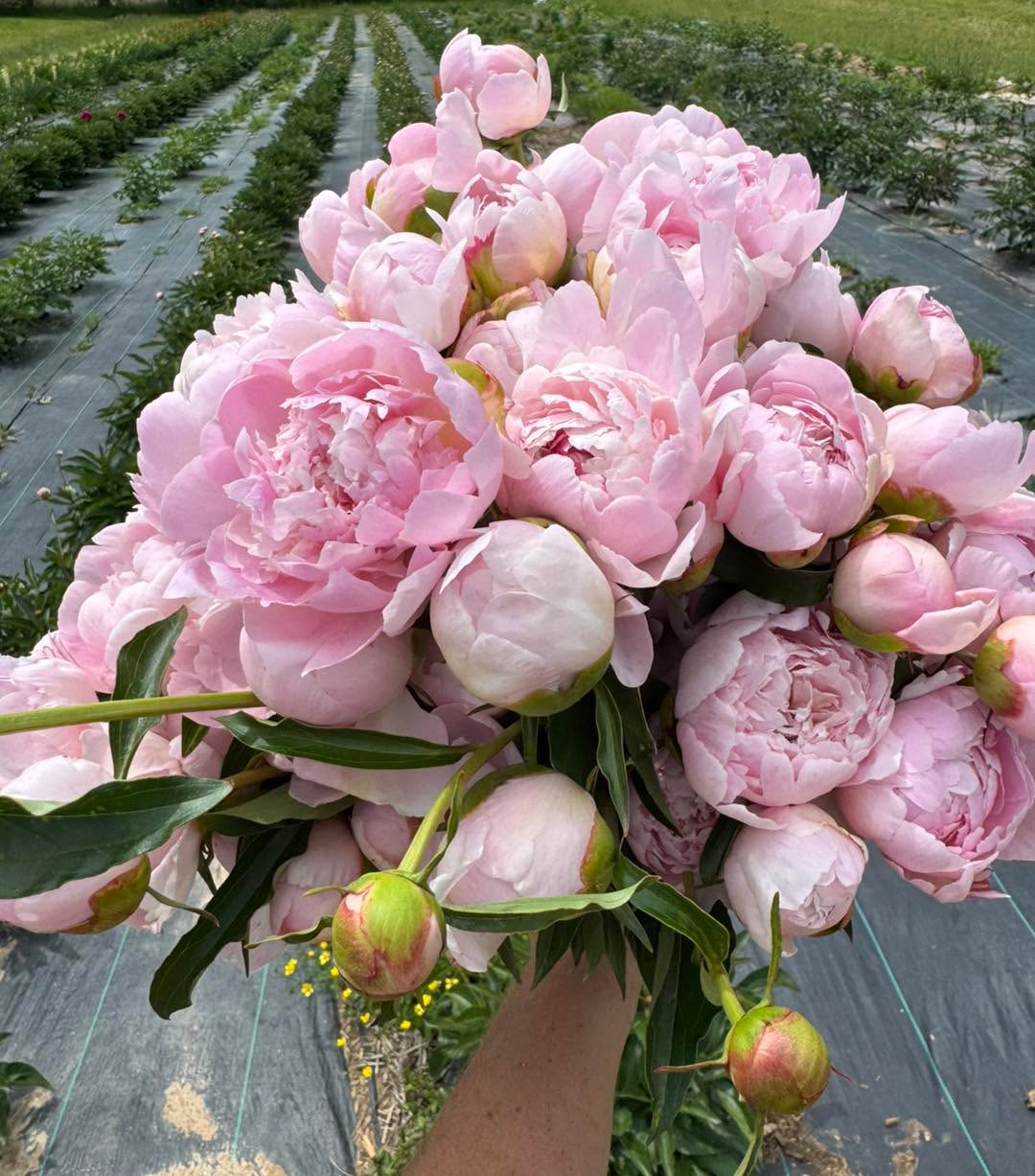 🌸PEONY WEEK🌸 day 3! We’re swimming in peony and it couldn’t happen at a better time!
Swing by the Flower Shack and pick up a peony bouquet or plant! And then be sure to check out all our other local giftable goodies: honey, tea, blindate books, cookies, candles, stickers and greeting cards!
💐Don’t forget mom this year!💐
Open daily 10am-7pm through Friday May 8
📍345 Kimzey Rd Mills River
This variety is Alertie and yes we have plants available of her!