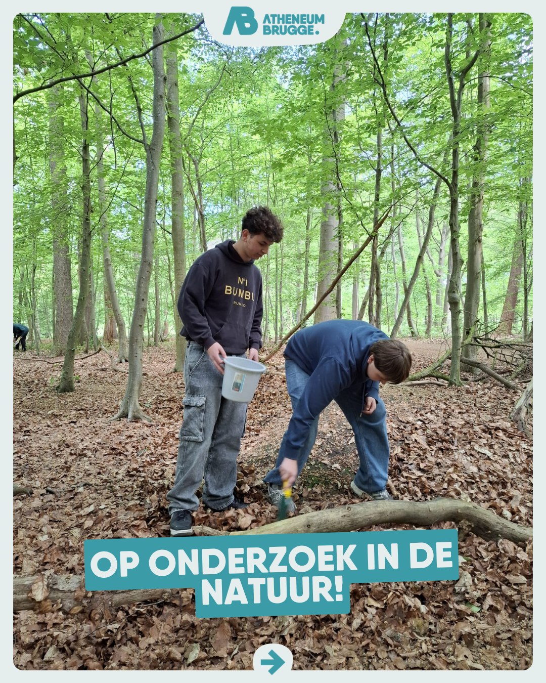 🌳🐞 Leerlingen van het 4de middelbaar op onderzoek in het bos! Eerst nadenken over de impact van klimaatverandering en nu diertjes determineren. Verwondering alom. Een tweede groep onderzoekt de kwaliteit van het water en geniet van alle beestjes die in het water leven 😅.
-
#ikbeneenatheneeër #samenlerensamenleven #fieroponsgo
