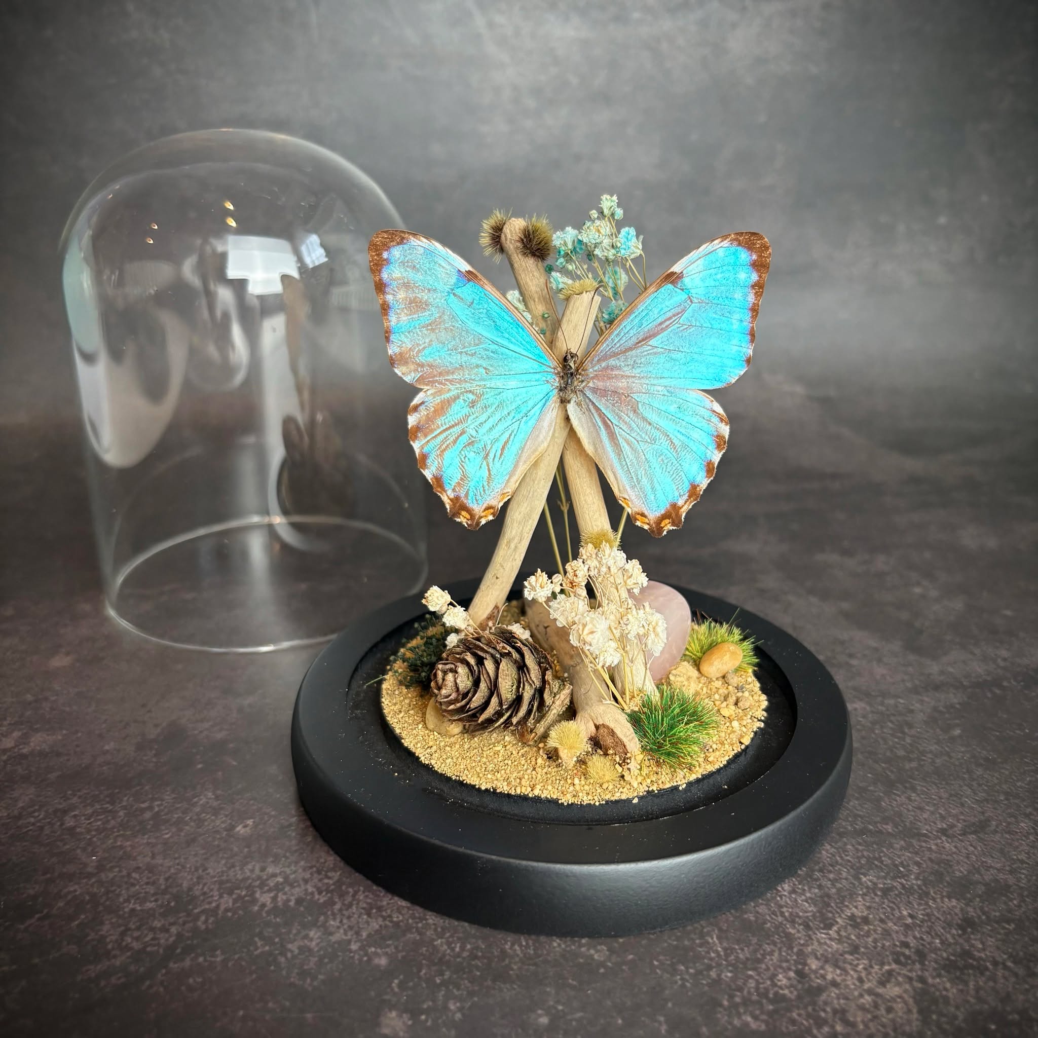 This stunning Thamyris Morpho (Morpho thamyris) Butterfly Nature Dome has made its way onto our website, alongside some other beautiful pieces.
You should go check them out for sure. Maybe treat yourself... who knows.
#insectart #taxidermyart #butterfly #butterflydisplay #EthicalTaxidermy