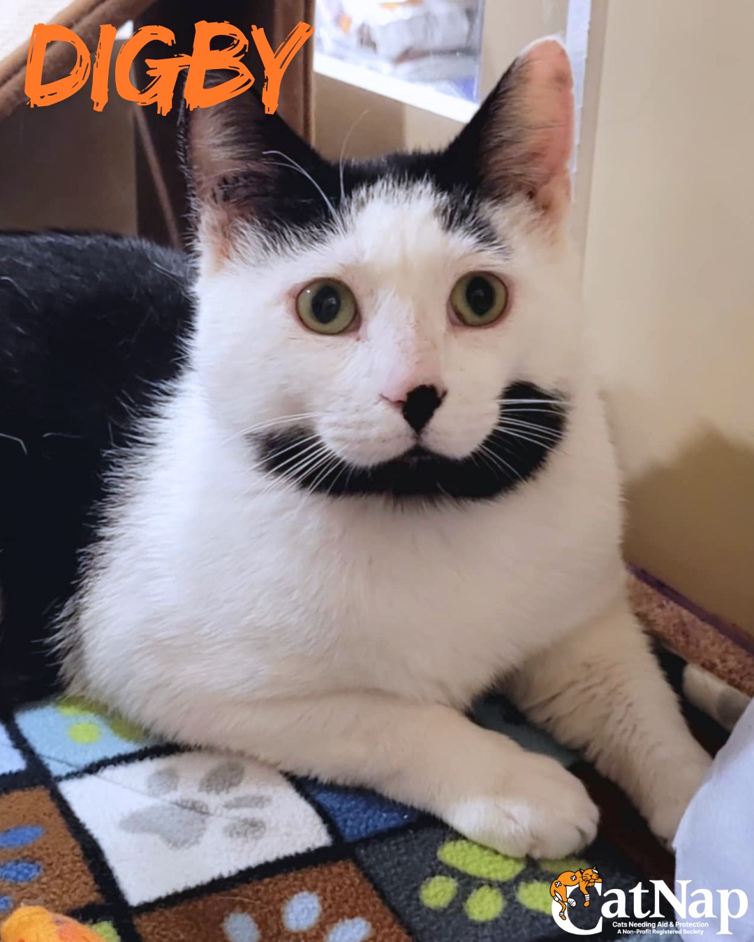 Digby has been #ADOPTED from PetSmart, Nanaimo
