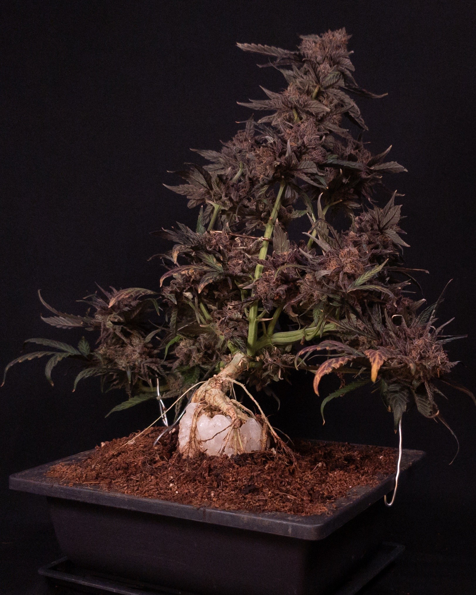 This Gobstomper from @_mephistogenetics is now fully mature and ready for harvest. Buds are dense and swollen, glowing with rich purples, while the leaves show stunning autumn colors. Sour Stomper x Mango Runtz delivering tropical fruit loops in gasoline, grapey mango candy terps with spiced rubber twists, and a thick blanket of resin. Huge thanks to @_mephistogenetics! Use code cannabonsai for 10% off your seeds