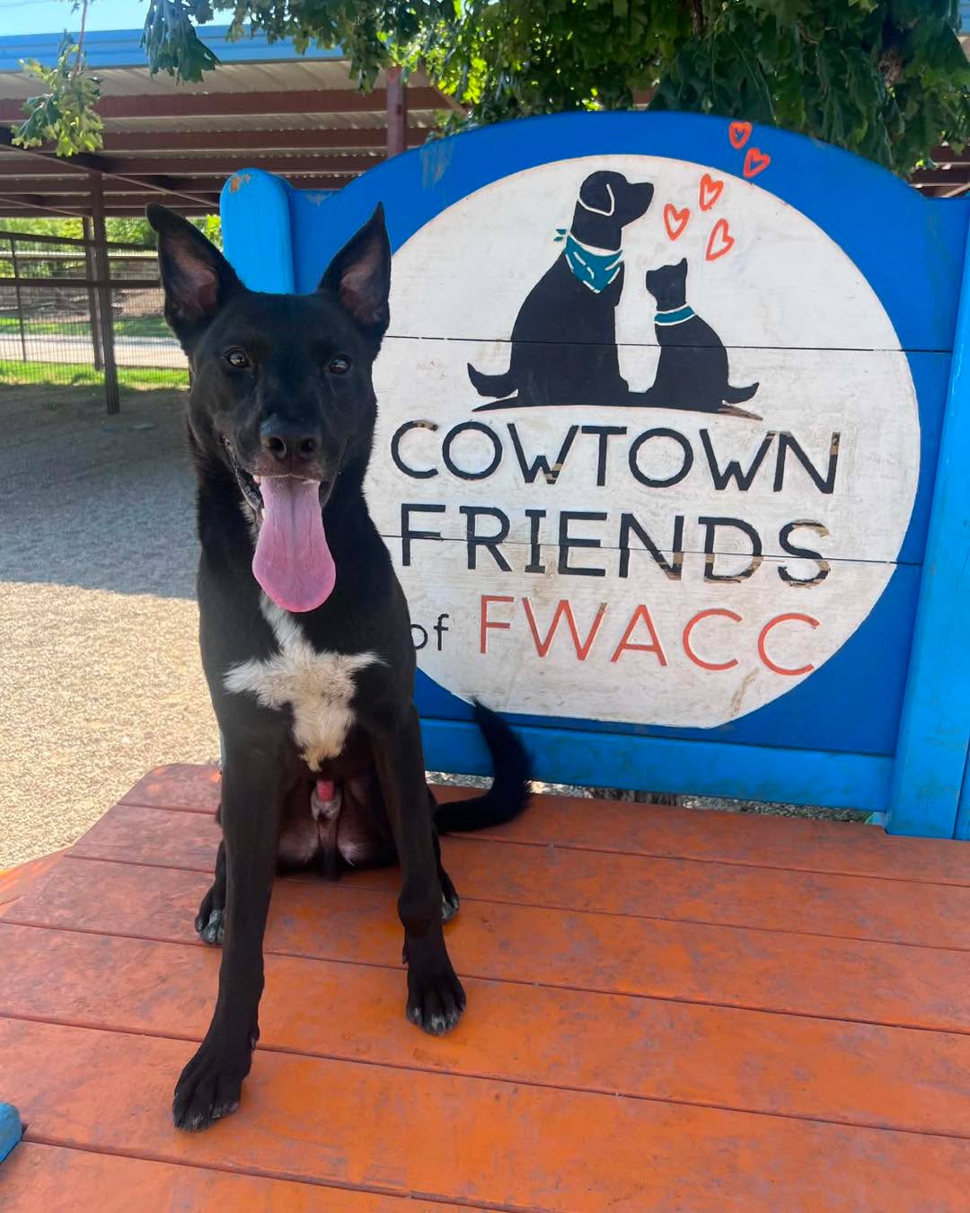URGENT! Immediately help needed for this volunteer favorite that has been at the shelter 122 days.
Meet Junior (A0060064874)
This handsome, smart boy has made the nice list as a favorite amongst volunteers at the shelter. He is so deserving of a home where he can finally relax and not worry about the stress of shelter life. He is eligible for play groups with supervision. We think he would thrive outside the shelter where he can get the exercise and attention that shepherds need and deserve.
He is 3 year old , 52 lbs, neutered male, heartworm negative. Found as a stray on 1/8/26.
To save this sweet boy please EMAIL:
FWACCTag@fortworthtexas.gov
Write 'Last Call' and the animal number in the subject line.
📍Fort Worth Animal Care & Control - Silcox
4900 Martin St, Fort Worth, TX 76119
Open Daily 12-6pm