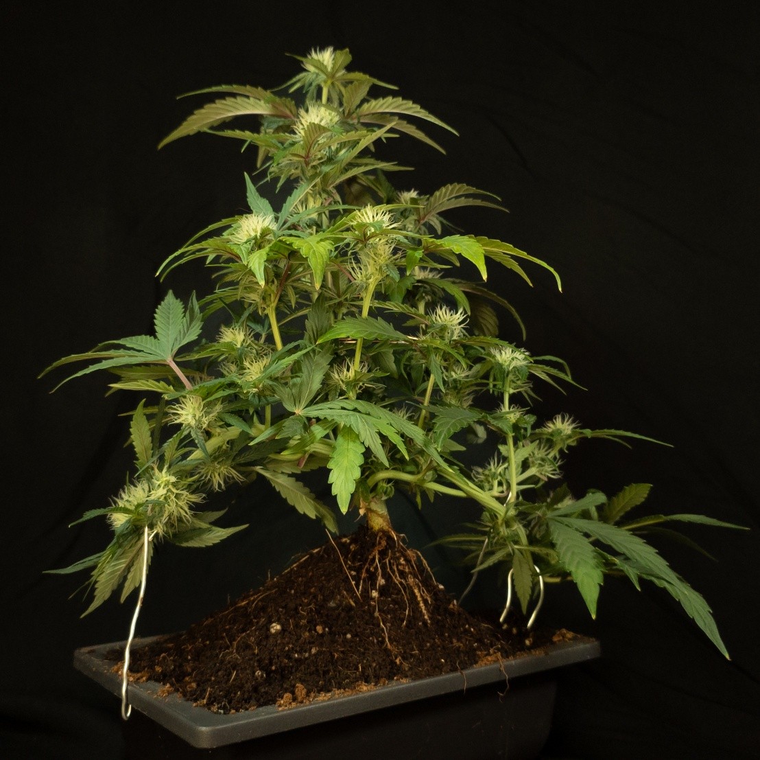 Bonsai teaches us patience and precision through careful pruning and training; principles we apply to cannabonsai, shaping compact cannabis into living art. This Gobstomper from @_mephistogenetics is already showing early flowers just weeks from sprout. Bred as Sour Stomper x Mango Runtz, sheâs packing grapey mango candy-gas terps, heavy frost, and thick buds on a 60/40 indica-leaning frame. Thanks to Mephisto Genetics! Use code cannabonsai for 10% seed discount