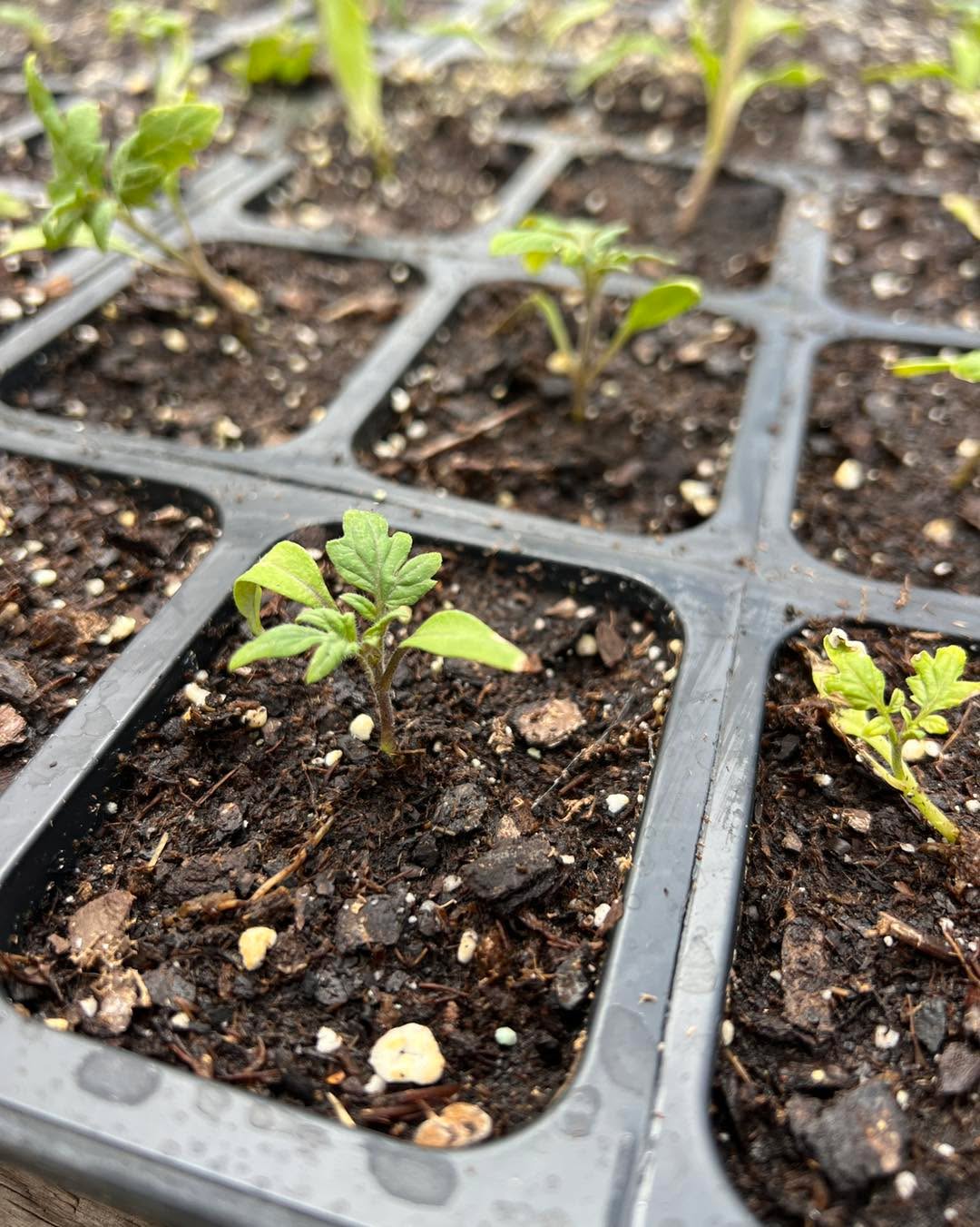 HOMEGROWN! HOMEGROWN! HOMEGROWN!
All of our flowers 🌺 & perennials 🪴 are grown right here by seeds, cuttings, plugs, bulbs or bare roots! 🌱
You’ll never see a truck 🛻 delivering plants to our greenhouse, as we take pride 💚 in growing everything. The planting starts in February, so that we can have quality plants for you- our valued customers, every summer! ☀️
Here’s some pics of the progress of tomatoes 🍅 & marigolds! 🌼