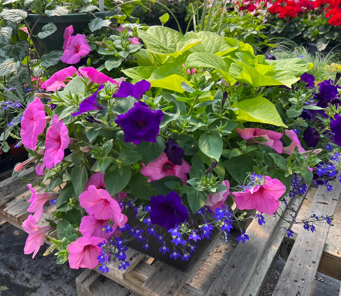 It’s such a busy time of year, so let us help you out! We offer custom 🖊️ planted containers! We’ll get your order ready in time for graduation 👩🎓 , family reunion or whatever else you have planned for the summer! 🎉
Email ⌨️ us at info@creeksidegreenhousesmn.com or stop by in-person to order yours!