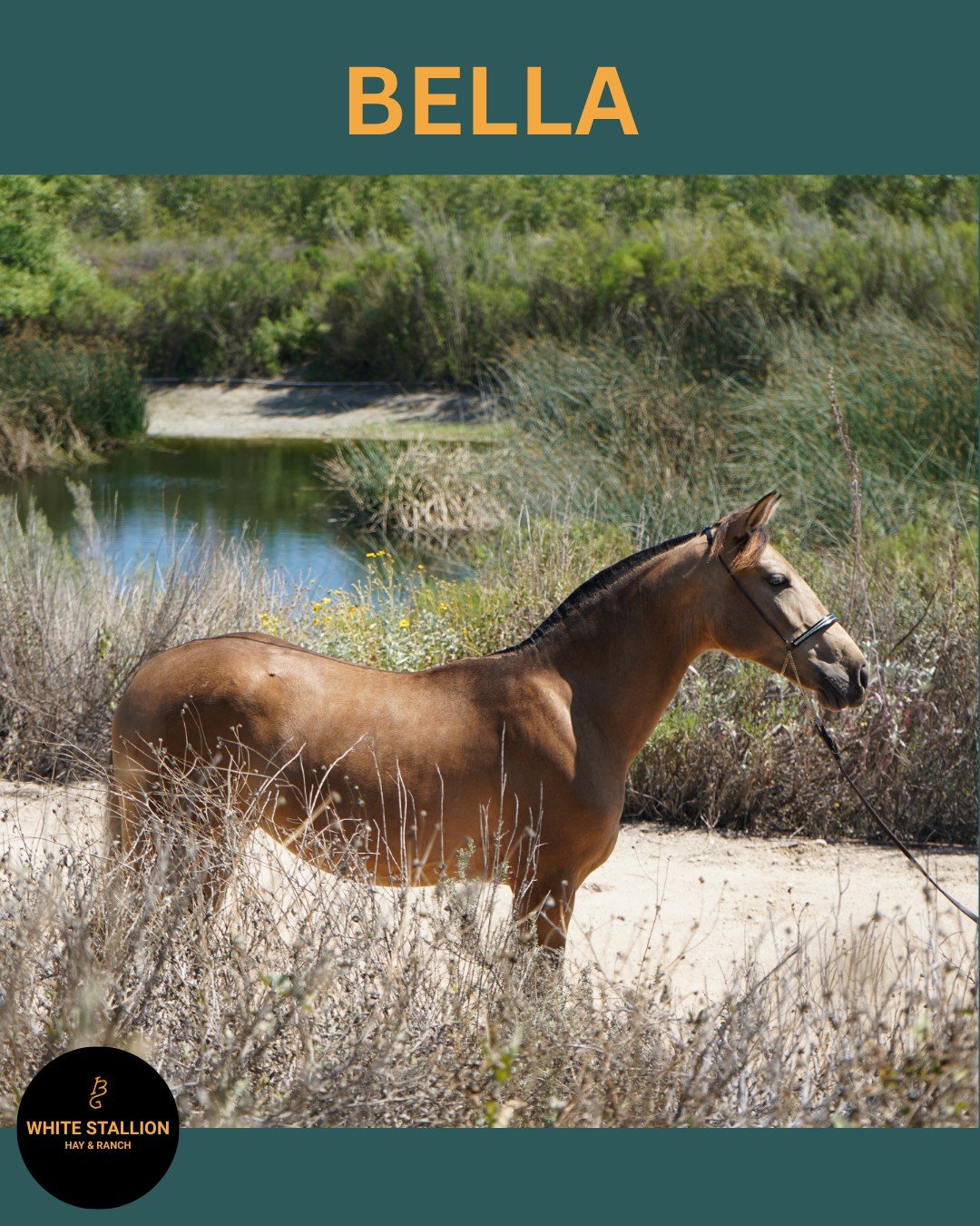 🎉Bella will turn 1 in 10 days! 🎉
In honor of her upcoming birthday, we took new photos to show you have much she has changed.
Bella's buckskin coat is looking great! She's getting taller with a morphology and conformation many can only wish for. 😃
Bella isn't just beautiful; she is extremely intelligent. Bella is very responsive to voice commands, so she will walk, trot, and canter when verbally asked. She's also been trained to lower her head and has very good manners. 🐎
Bella will make an excellent partner for someone who seeks a dressage prospect and lifelong friend. 🙂🏆
Go to Whitestallionhay.com to learn more about Bella and her Lineage. 🌐
#andalusianfilly #ancce #buckskin #dressage #whitestallionhayandranch