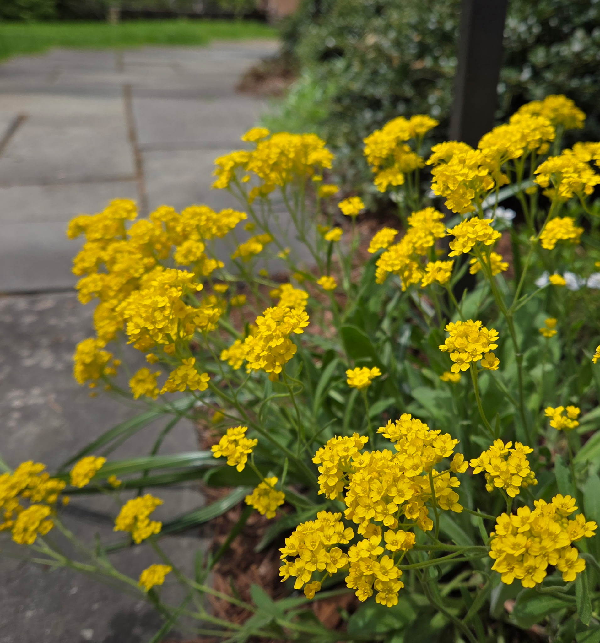If you’re looking for a tough, beautiful perennial that absolutely shines in spring, Basket of Gold (Aurinia saxatilis) deserves a spot in your garden.
This easy-care perennial bursts into bright golden bloom just when gardens are waking up for the season. And its soft gray-green foliage forms a low mound that looks great even after flowering.
Why we love it:
• Early spring color when you need it most
• Thrives in hot, dry conditions
• Perfect for rock gardens & slopes
• Cascades beautifully over stone walls
• Low maintenance once established
Plant in a sunny spot where it can spill over walls, steps, or edging stones so the flowers cascade naturally. Such a cheerful addition to your spring garden!
#BasketOfGold #SpringGarden #NewEnglandGardens #AngieVergeLandscapeDesign