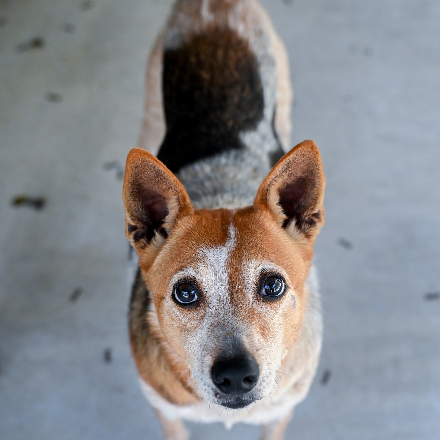 This week’s dog of the week is Honey! Honey is an 8 year old Cattle Dog/Heeler mix that weighs 43 pounds and has been with us since September of 2025. She was originally adopted out in 2020 but was then surrendered to McKamey Animal Shelter. She had been passed around from home to home after her orginal owner died so we were grateful to get her back with us.
Honey LOVES playing with her toys, especially her squeaky toys. She will play fetch all day long, if you let her. Honey is a great leash walker and enjoys going on walks, hikes, or sniffing strolls. She also has great recall! Honey loves getting pets and scratches. Sometimes, when you find the “good” spot, she will even purr!
Honey prefers to be the queen of her pack and can be selective on who she lets in her friend group. However, she does great being an “office dog” where she gets to hang out with 4 other female dogs!
For Honey, being 8 years old also comes with arthritis. She has her good days and bad days when it comes to pain in her hips, but does well taking a daily joint supplement and Gabapentin. She will let you know if she needs a rest day but most of the time she is ready for walks and play.
Honey would love to spend her best years in a loving home. If you are interested in meeting Honey or any other PPC pet, please contact us via website or call 423-877-0738. #adoptashelterpet #dogsofinstagram #adoptionsaveslives #cutenessoverload #dogoftheweek