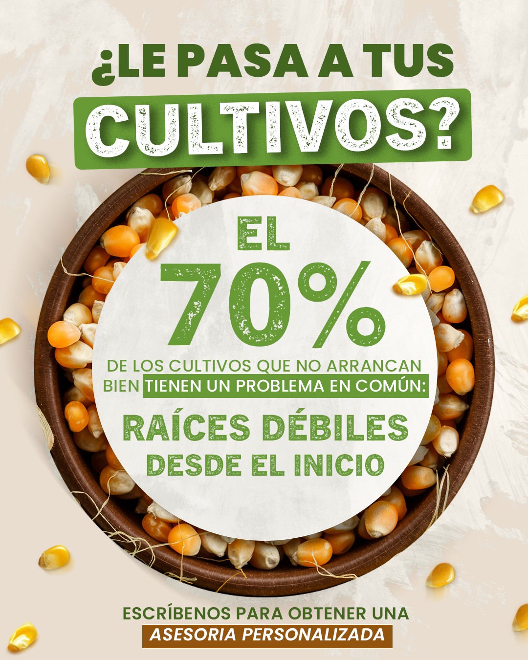 El maíz que no arranca fuerte, nunca alcanza su potencial. 🌽
En los primeros 15 días después de la siembra, tu planta
de maíz define TODO: cuántos nutrientes va a absorber,
qué tan resistente va a ser y cuánto va a producir al final.
Y el 70% de los maizales que no arrancan bien tienen
el mismo problema: raíces débiles desde el inicio.
Sin una raíz fuerte en maíz:
❌ La planta no ancla bien — vulnerable al acame
❌ Absorbe menos nitrógeno en la etapa crítica V3-V6
❌ El choclo sale pequeño o incompleto
❌ Pierdes rendimiento que ya no se recupera
¿Por qué pasa esto?
Porque el fósforo disponible en el suelo no siempre
llega a tiempo. Y sin fósforo en los primeros días,
la raíz no se desarrolla como debe.
Active Fosmax resuelve exactamente eso.
40% de fósforo en polifosfato de alta absorción,
disponible para la raíz desde las primeras horas
de contacto. No es fósforo común — entra más rápido
y la planta lo aprovecha mejor.
Aplicación en maíz:
📌 Fertirriego: 4 a 6 L/ha en los primeros 15 días
📌 Foliar: cada 30 días durante el ciclo
📌 Tratamiento de semilla: 5 a 10 cc por kg
¿Le ha pasado que el maíz arranca lento o desparejo?
Comenta SÍ 👇 — y cuéntanos en qué zona cultivas.
—
🌿 MAADEC · Zeonatec
📍 Isidro Ayora, Guayas
📲 096 085 1639 | www.zeonatec.com
