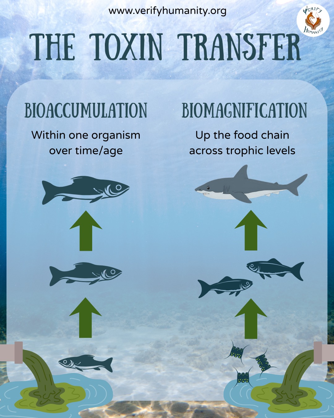 Our ocean looks beautiful, but it is struggling with a quiet, toxic build-up. 🌊
What is the toxin? 🧪
The toxin is Mercury, a heavy metal released from sources like coal burning, cement production and mining. Once it enters the water, bacteria transform it into Methylmercury. This is a dangerous, "sticky" form of the metal that binds to muscle tissue, making it nearly impossible for an animal to flush it out of its system.
Because the toxin stays in the body, it creates a “toxic ladder” effect:
✅ Bioaccumulation refers to the way toxins build up within a single organism over its lifetime.
✅ Biomagnification is when those toxins become more concentrated each time a predator eats a prey animal.
Small organisms take it in, small fish eat them, and bigger fish eat those fish until the highest levels reach top predators, INCLUDING humans. 🐟
Our water quality is vital for both wildlife and human health. 🌱
📌 Share to spread awareness
#marinescience #oceanhealth #foodchain #ukwildlife #toxin
Source
Al-Sulaiti, Maetha & Soubra, Lama & Al-Ghouti, Mohammad. (2022). The Causes and Effects of Mercury and Methylmercury Contamination in the Marine Environment: A Review. Current Pollution Reports. 8. 10.1007/s40726-022-00226-7.