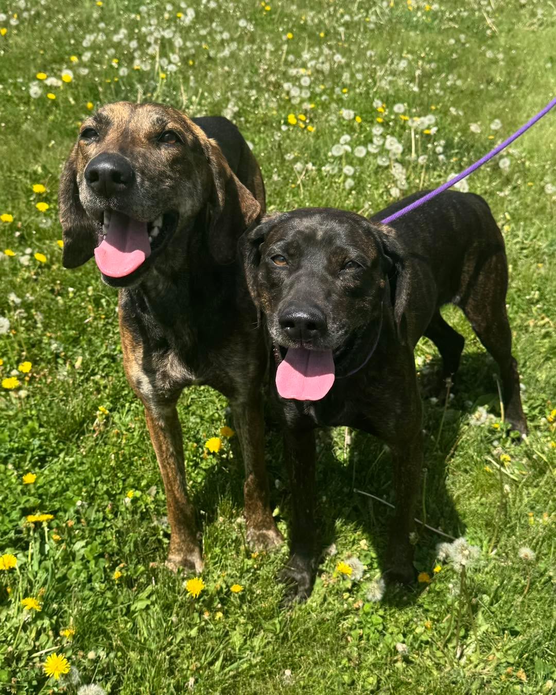🚨FOUND DOGS 🚨
These sweet girls were found running near Lake Park. If you are missing them or know whoever may be, please message us directly or call us at 712-338-2738!
**DISCLAIMER**
Proof of ownership, as well as having a current rabies and distemper vaccination, is REQUIRED by law to claim an impounded animal. The state of Iowa’s law dictates that HSNWIA legally cannot release the animal until this is resolved. If this is the case, we will get that done prior to release at the owner's expense. IF the animal is not claimed after 5 days, HSNWIA assumes ownership of the animal. Until they are completely vetted, the impounded animal is NOT available for adoption!