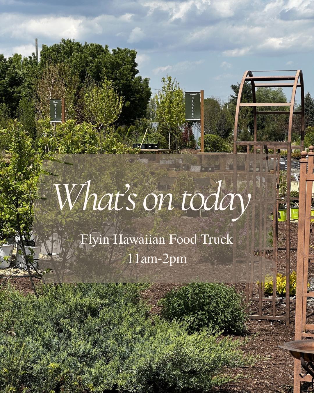 A good day to wander the nursery.
Grab lunch from flyinhawaiianfoodtruck from 11am–2pm, then take your time strolling through the trees, shrubs, grasses, and garden paths. A little slower pace, good food, and plenty of inspiration for the season ahead.
The greenhouse is full, the frost finally seems behind us, and it’s a beautiful weekend to plant.
#hangingbasketsofinstagram #hangingbasketsgalore #hangingbaskets🌹🌷🌸🌺💐🌿🍃 #gardencenters #gardencenterlife #gardencenter #stcharlesillinois #genevaillinois #bataviaillinois #sugargroveil #oswegoil #stcharlesil #auroraillinois #genevail #oswegoillinois #bataviail #sugargroveillinois #aurorail #hangingbaskets