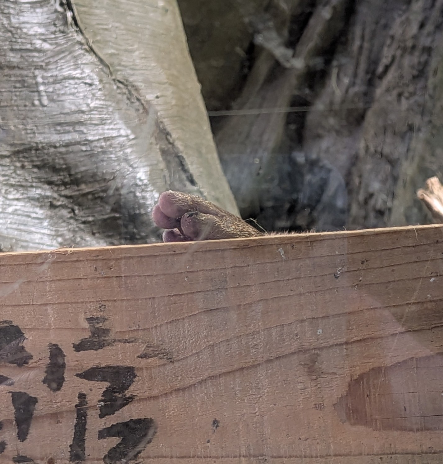 コツメカワウソはその名の通り爪が小さいのですが普段動き回っていると観察するのは難しいです。でもタケスイのコツメカワウソはガラスのすぐ近くで寝ていることが多いのでじっくり観察するチャンスがあります。