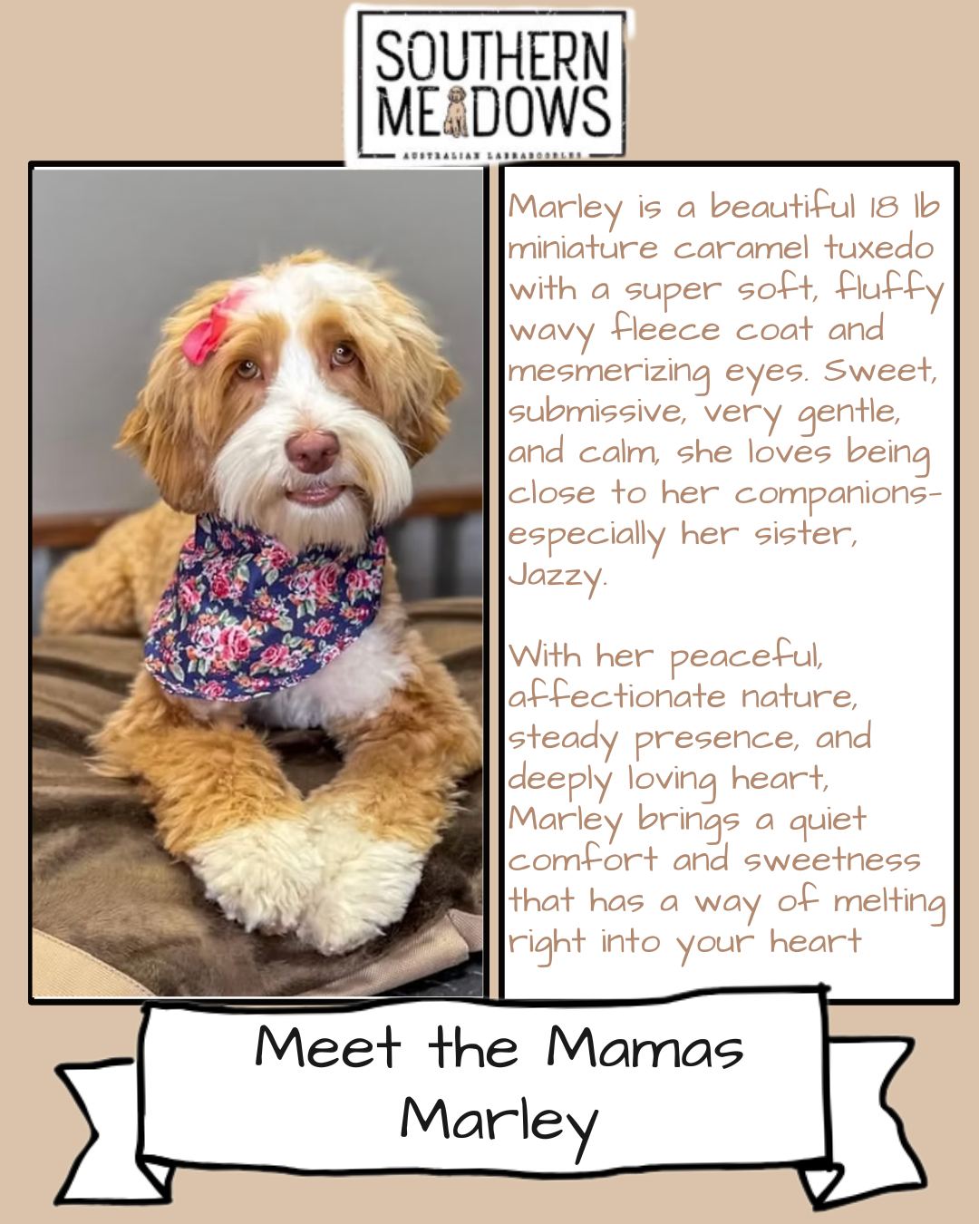 Meet the Mamas š¶ | Marley š¤
Marley is a beautiful 18 lb miniature caramel tuxedo Australian Labradoodle with a super soft, fluffy wavy fleece coat and truly mesmerizing eyes. Sweet, submissive, very gentle, and calm, Marley loves being close to her companionsāespecially her sister, Jazzy. With her peaceful, affectionate nature, steady presence, and deeply loving heart, she brings a quiet comfort that has a way of melting right into you.
Weāre so excited to watch Marley step into motherhood with her first litter with Scooter. This pairing is expected to produce gorgeous micro-mini to mini Australian Labradoodles, estimated around 12ā16 lbsāthe kind of perfect travel-size companion so many families love.
If these little ones are anything like their parents, weāre expecting intelligent, gentle, fast-learning puppies with beautiful companion-focused temperaments and hearts that are truly something special.
We canāt wait to follow Marleyās journey and watch this sweet mamaās legacy begin š¤š¶
#MeetTheMamas #SouthernMeadowsDoodles #SMDPups
#AustralianLabradoodle #LabradoodlePuppies
#MicroMiniAustralianLabradoodle #MiniAustralianLabradoodle
#FamilyDog #TemperamentFirst #FuturePuppy
#DogsOfInstagram #DogLoversOfInstagram