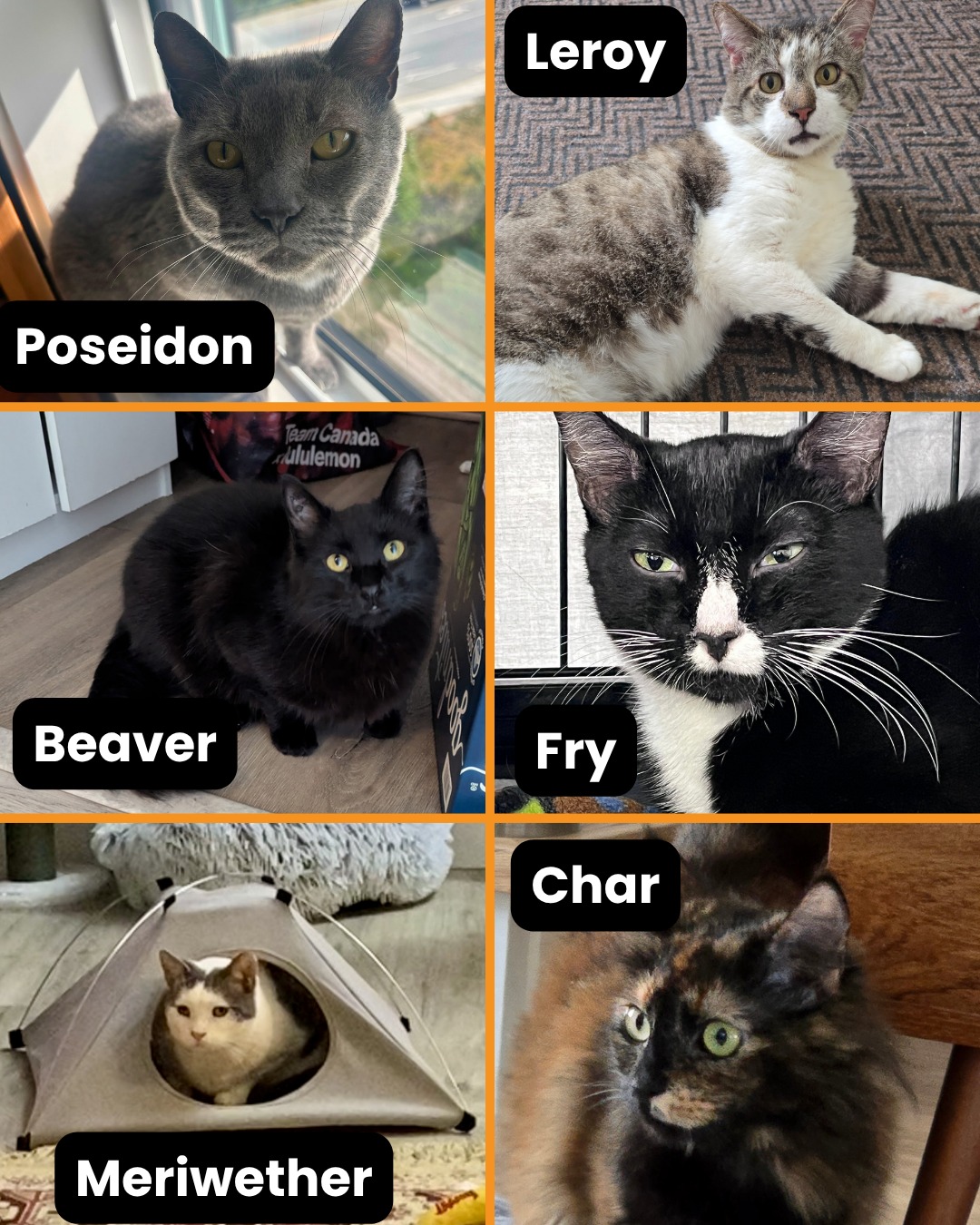Are you looking for your new best feline friend?
We have some amazing cats looking for their special forever families.
Poseidon is at Bosley's Bowen Road
Leroy is adoptable from his foster home
Meriwether is adoptable from his foster home
Beaver is at PetSmart, Nanaimo
Fry and Char are at Bosley's University Village
Check out the links to their individual write ups in the "ADOPTABLES" highlight on our IG Profile page