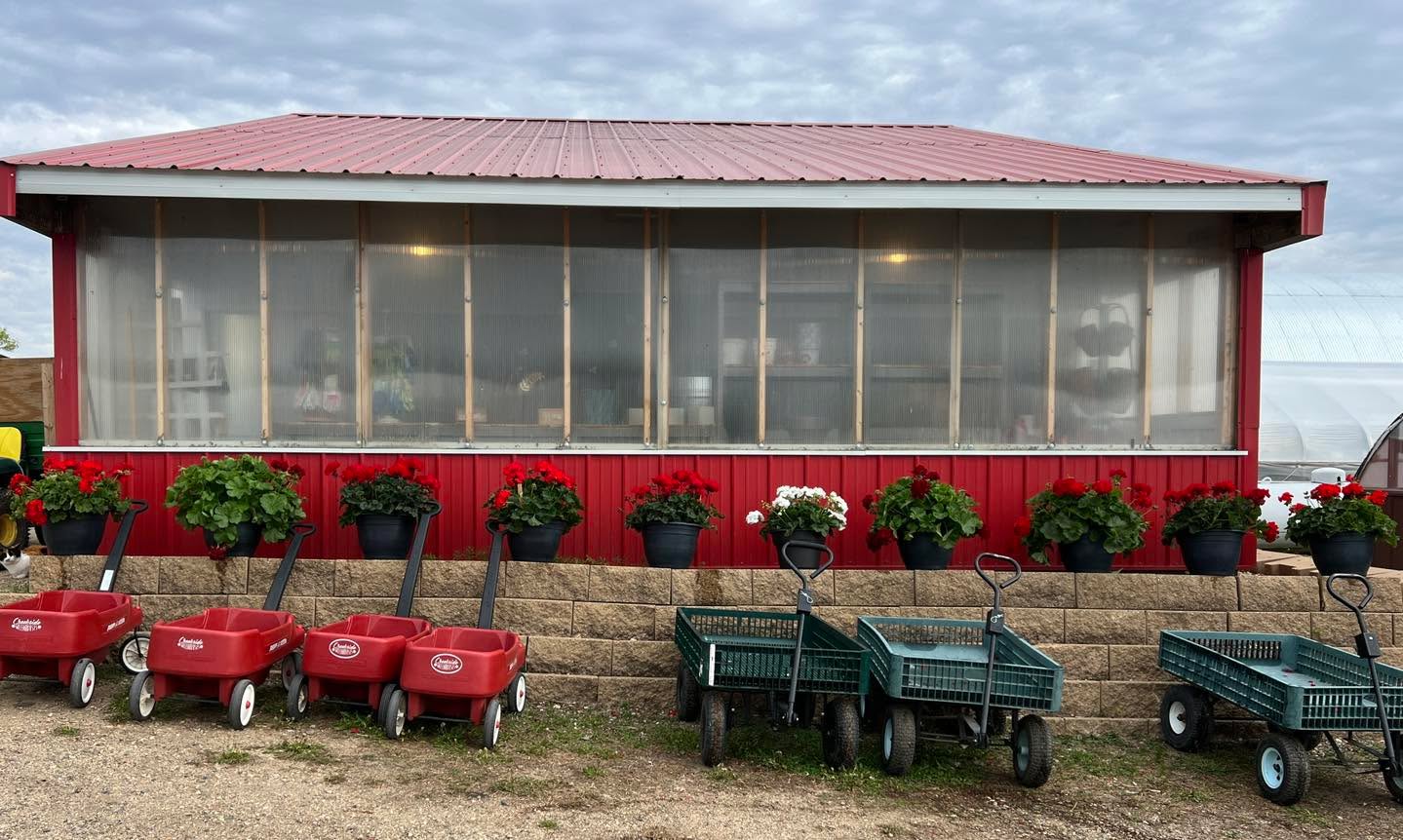 We are approaching one of the most celebrated weekends: Memorial Day! Get your geraniums today as we honor & tribute the men & women that serve so we can enjoy our freedom! We have many colors & varieties ready for you! There are single pots for your planting needs as well as hanging baskets & pots ready to go!
🇺🇸🪖🎖️