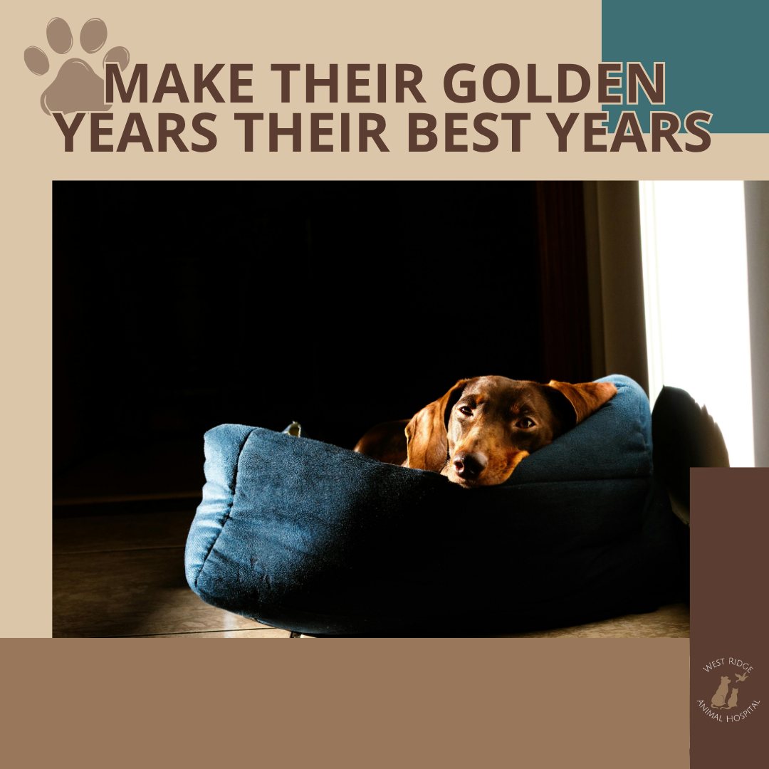 Make Their Golden Years Their Best Years ๐พโจ
Watching our pets age can be bittersweet, but their senior years should be full of comfort and joy! Just like us, our pets may face challenges like muscle loss, arthritis, or changes in cognitive function as they get older. But the good news? Small changes at home can make a massive difference in their daily quality of life.
๐ฆ๐ฒ๐ป๐ถ๐ผ๐ฟ ๐ฃ๐ฒ๐ ๐๐ฎ๐ฐ๐ธ๐ ๐ณ๐ผ๐ฟ ๐๐ผ๐บ๐ณ๐ผ๐ฟ๐:
๐พ Non-Slip Rugs: Provide extra grip on hardwood floors to help with stability.
๐พ Raised Food Bowls: Reduce strain on their neck and joints during mealtime.
๐พ Car Ramps: Save their joints (and your back!) by making it easier for them to hop in for adventures.
๐๐
๐ฝ๐ฒ๐ฟ๐ ๐ฅ๐ฒ๐ต๐ฎ๐ฏ & ๐๐ถ๐๐ป๐ฒ๐๐ ๐ฆ๐๐ฝ๐ฝ๐ผ๐ฟ๐
When simple home hacks aren't enough, our rehabilitation team is here to help.
We focus on decreasing pain, building muscle, and restoring mobility so your pet can stay active and happy.
๐ข๐๐ฟ ๐ฆ๐ฒ๐ป๐ถ๐ผ๐ฟ ๐ฅ๐ฒ๐ต๐ฎ๐ฏ ๐ง๐ผ๐ผ๐น๐ธ๐ถ๐ ๐ถ๐ป๐ฐ๐น๐๐ฑ๐ฒ๐:
๐พ Canine Massage: Increases circulation and relieves muscle tension.
๐พ Veterinary Acupuncture: A drug-free way to reduce inflammation and manage chronic pain.
๐พ Veterinary Orthopedic Manipulation (VOM): Targeted relief for joint and spinal issues.
๐พ Underwater Treadmill: Our warm-water treadmill provides buoyancy to relieve joint stress while the water resistance helps safely rebuild muscle tissue.
Special Senior Conditioning Package:
Ask us about our quarterly senior conditioning package, which bundles massage, acupuncture, and underwater treadmill sessions to provide comprehensive pain relief and mobility support!
๐ Learn more about our services here: https://www.wrah.net/seniorrehab
Give us a call at West Ridge Animal Hospital to discuss how we can help your senior pet thrive.
#SeniorPetHacks #FearFreeHome #ArthritisCare #PetMobility #westridgeanimals #GreeleyVets #SeniorPetCare #DogRehab #NoCoPets #WRAHFamily