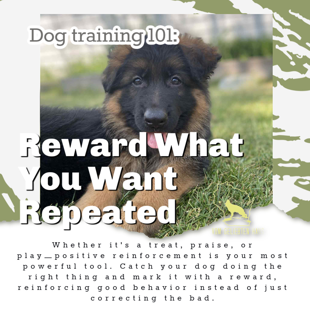 Dog Training 101: Reward What You Want Repeated
Dogs learn through clarity and consistency.
One of the most powerful things you can do in training is reward the behaviors you want to see more often. Calm behavior, eye contact, choosing to stay close, sitting politely, engaging with you — those little moments matter.
Too often people focus only on correcting unwanted behavior, but great training also means noticing and reinforcing the good.
Rewards can look different for every dog:
• treats
• praise
• toys
• play
• affection
• engagement with you
The key is timing. Catch the right choice in the moment and make it valuable.
German Shepherds are incredibly intelligent and observant dogs. The more clearly we communicate what works, the more confidently they learn.
Training should build understanding, trust, and motivation — not just obedience. 🤍
#DogTraining101 #GermanShepherd #PositiveReinforcement #PuppyTraining #GermanShepherdPuppy #WorkingDog #RewardBasedTraining #DogTraining #VomGeliebtenHaus #ConfidentDogs #RelationshipBasedTraining