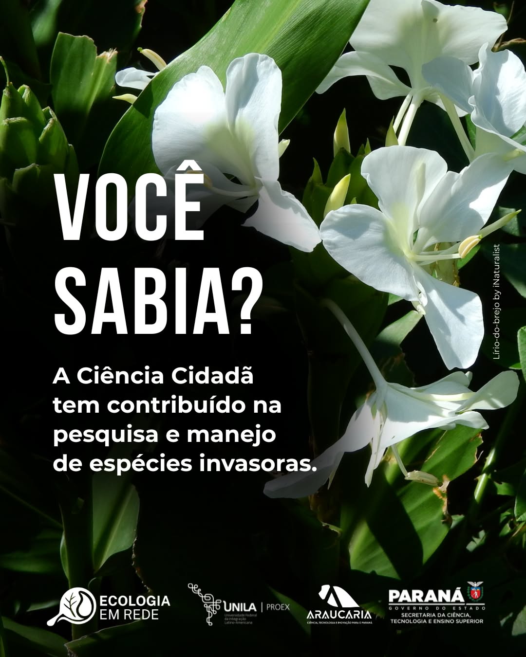 🌱🔍 Você sabia que a Ciência Cidadã tem contribuído para a pesquisa e o manejo de espécies invasoras?
Aqui no Ecologia em Rede, colocamos a Ciência Cidadã em prática por meio de iniciativas como o Invasoras à Vista, incentivando a observação, o registro e o compartilhamento de informações sobre espécies invasoras 📸🌿
Quer participar? Acesse nosso perfil e saiba mais!
Texto/Design: Julia Nayara e Jaciely Vieira
#cienciacidadã #invasaobiologica #biodiversidade #conservacao #ecologiaemrede