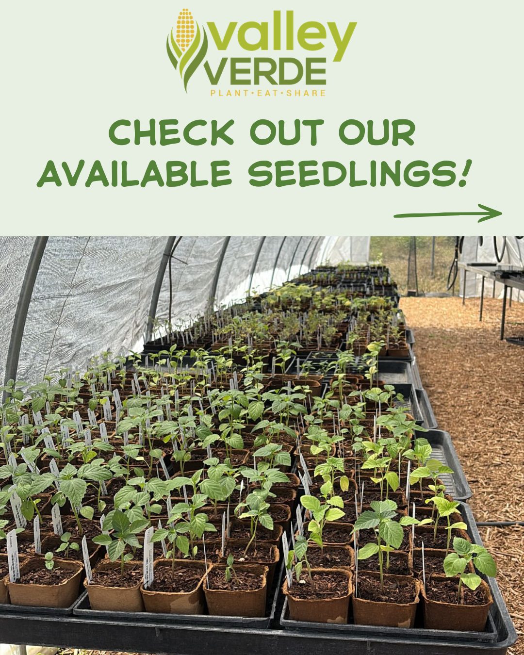 Seedlings available at our nursery!
We have:
🍆Eggplant Black Beauty and Ping Tung Long
🥒Cucumber Striped Armenian and Early Fortune
🪴Bitter Melon Bitter Gourd Long
and much more!
Perfect for your spring gardens! Stop by and shop local 🌱