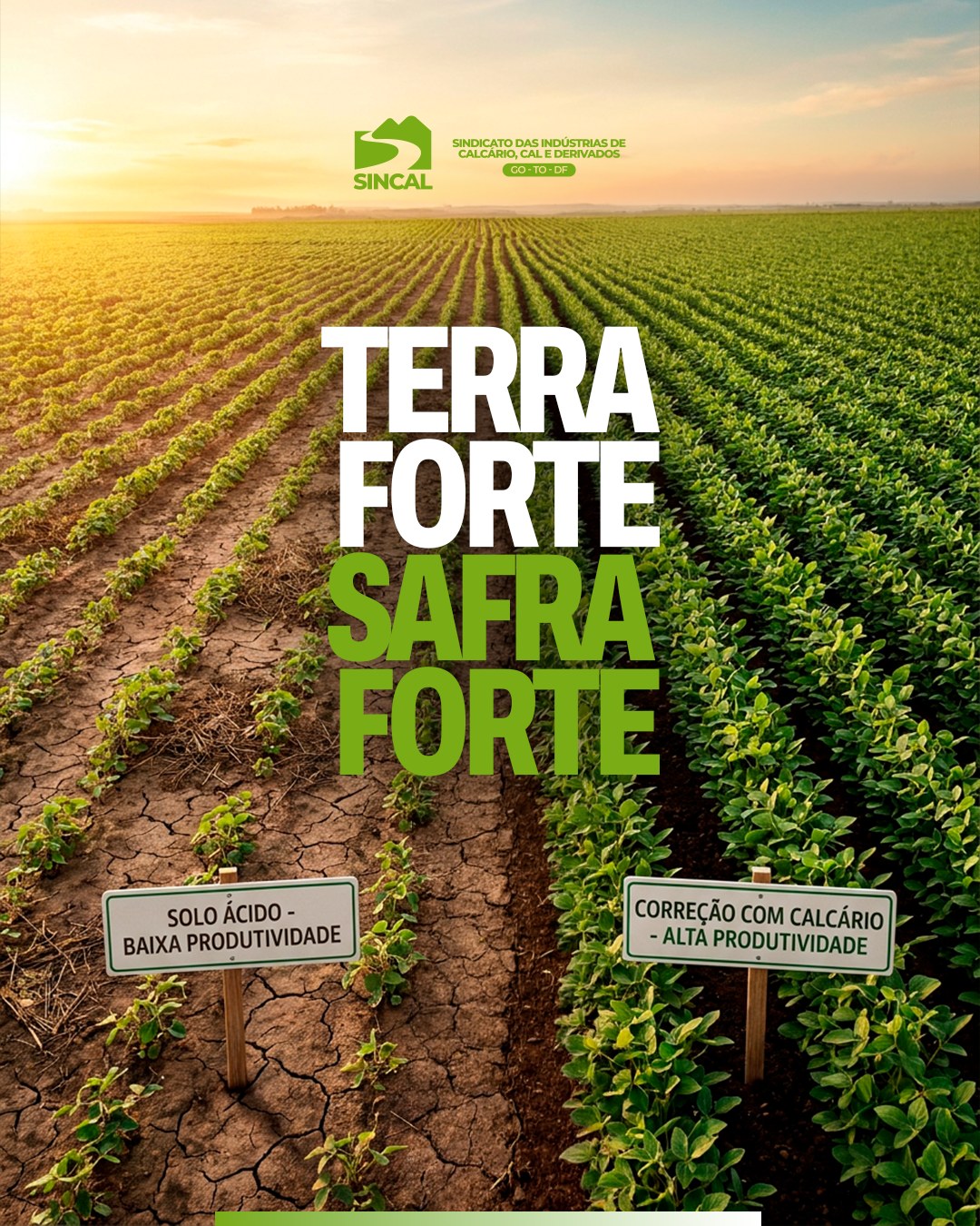 O uso do calcário contribui para melhor aproveitamento dos nutrientes e maior rendimento agrícola.
