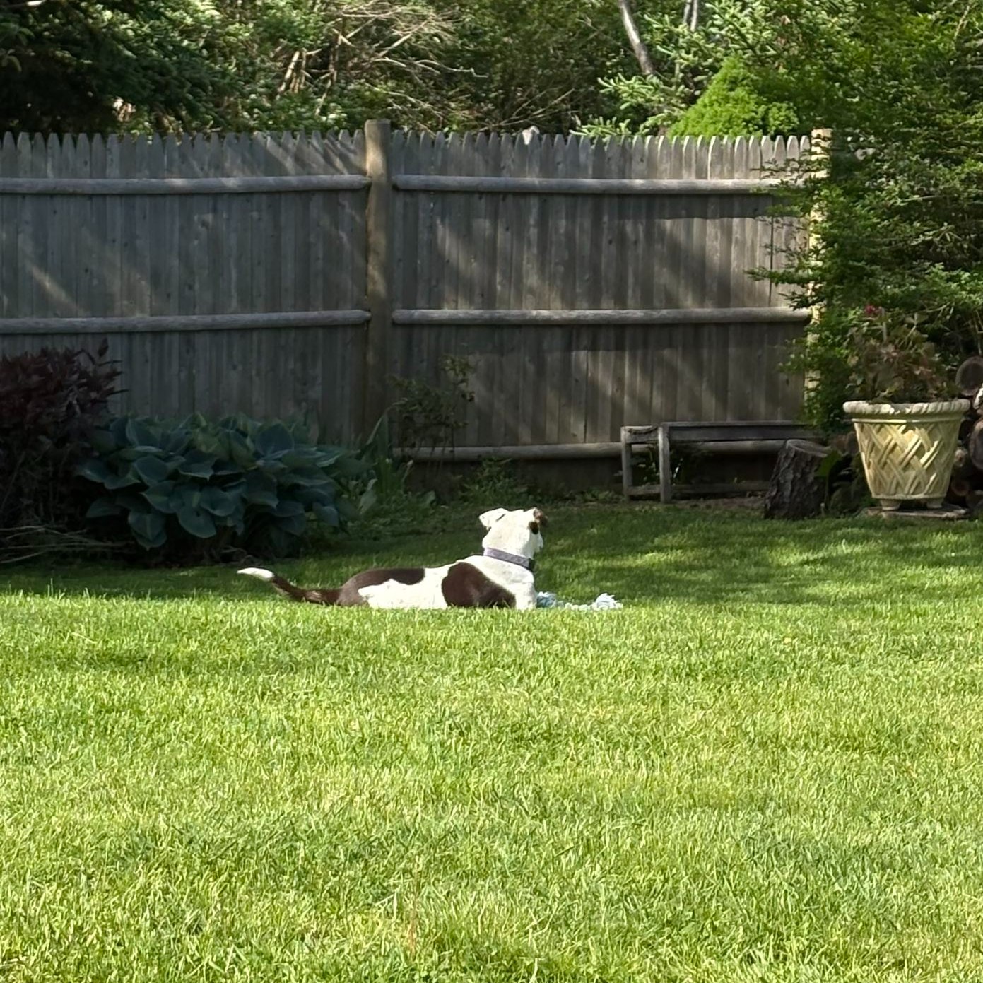 This Memorial Day, we’re feeling especially grateful for the quiet moments of peace and safety that every animal deserves. 🇺🇸☀️ Bugatti is spending the holiday weekend soaking up the sunshine in his foster home, stretched out in the grass without a care in the world.
While we remember and honor those who made sacrifices for others, we’re also thankful for the foster families, adopters, volunteers, and supporters who help shelter pets like Bugatti find comfort, love, and second chances every single day.
We hope your day includes a little sunshine, a little rest, and maybe even a nap as good as Bugatti’s! ❤️🇺🇸