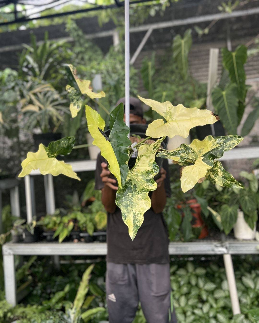 yang mau DM ya kak
cek story kami untuk jenis tanaman lainnya ya🥰
#variegatedplant #tropicalplants #rareplant #aroidlovers #plantcollector #baliplants #plantstyling
