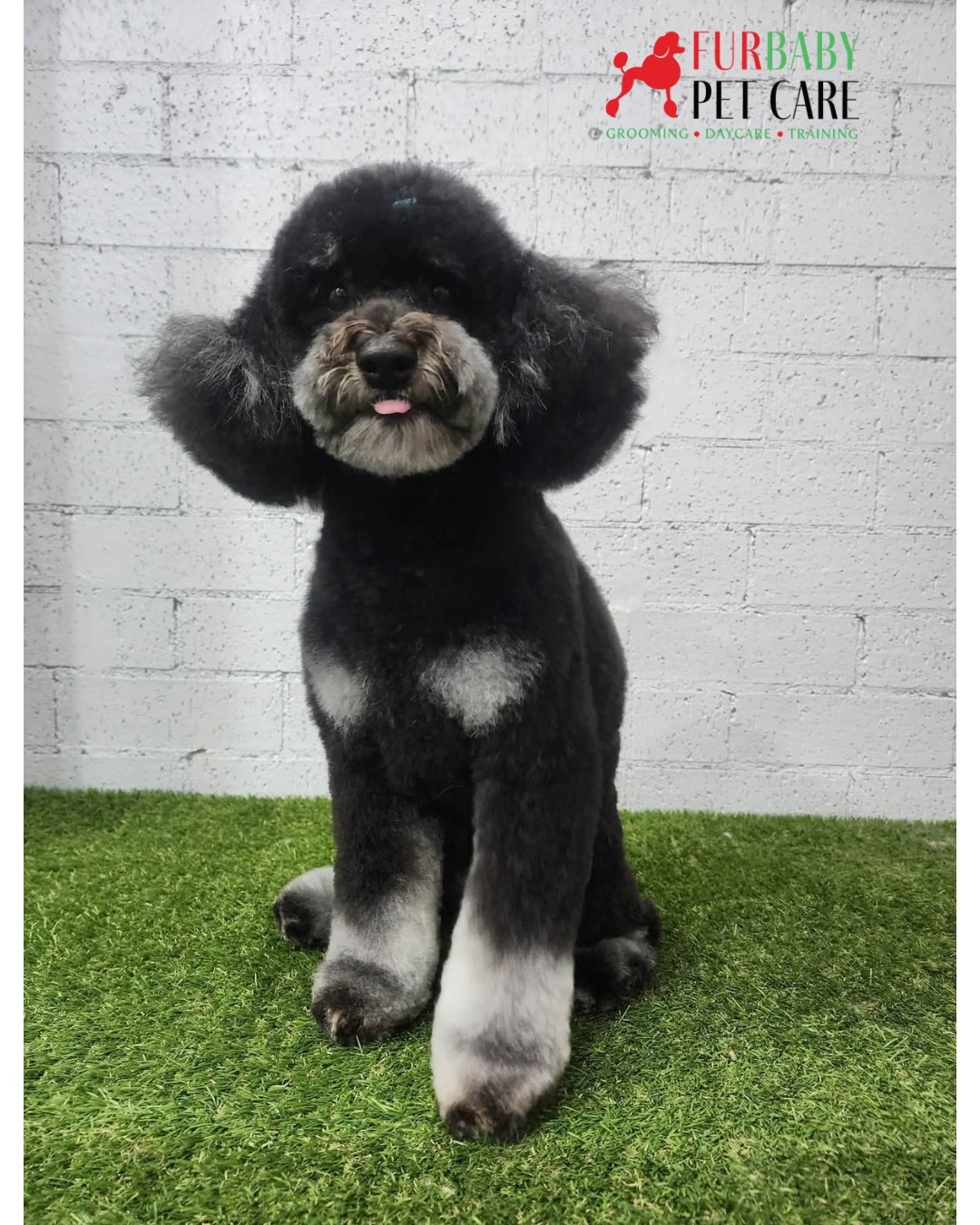 Fresh groom, floof for days, tongue out like I own the salon -Alas 🐶✂️💕