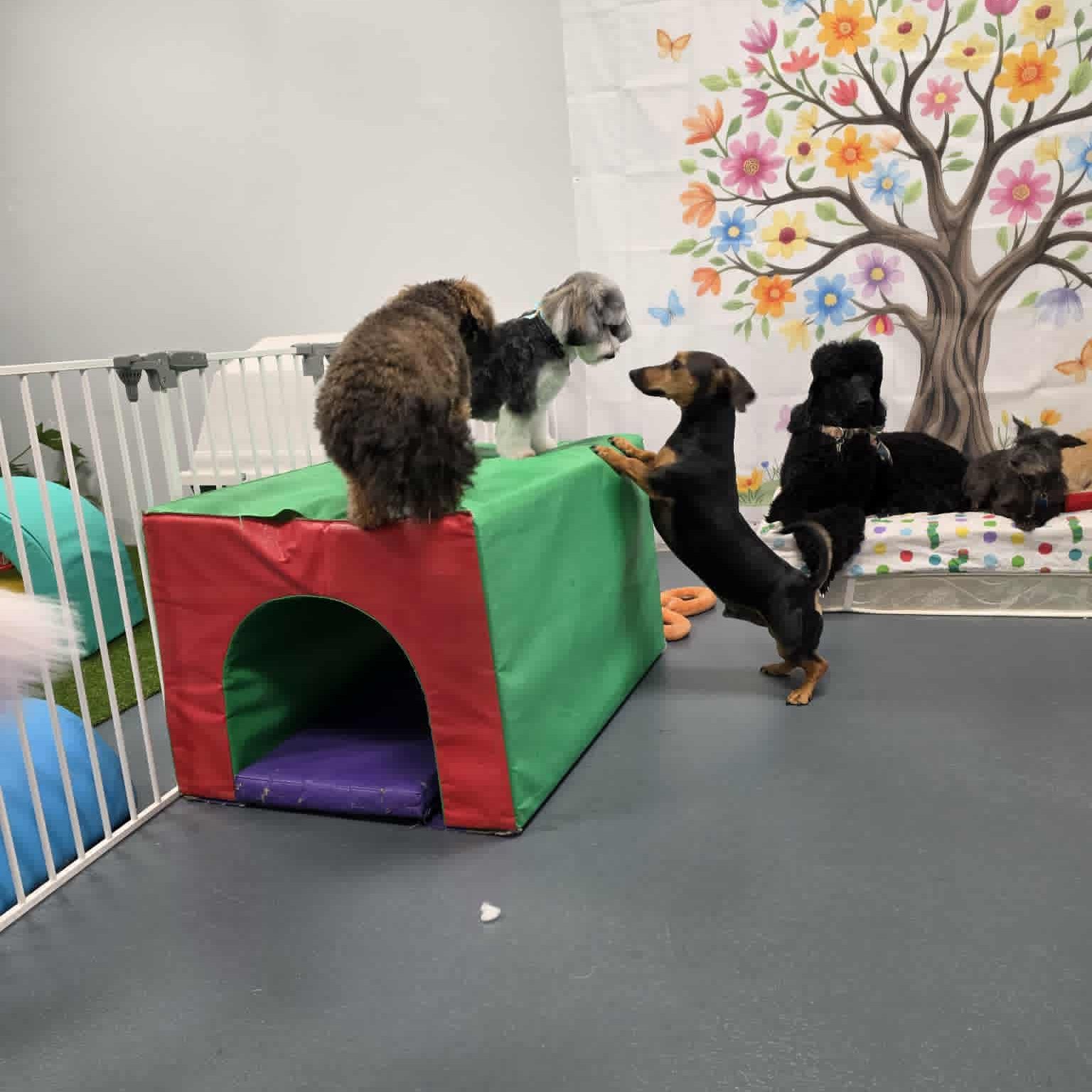 Does your dog want to join our daycare pack? 🐾
Indoor temperature controlled play group, fully supervised care, and group fun with furry friends all day long. Message us now to enquire 🥰