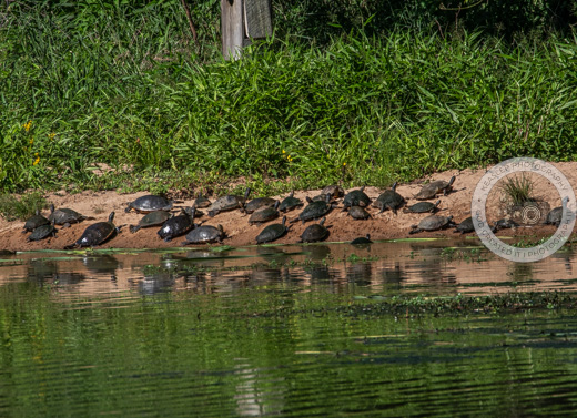 51826 Turtle convention. #naturelovers #naturephotography #animals #turtles #LandscapePhotography
