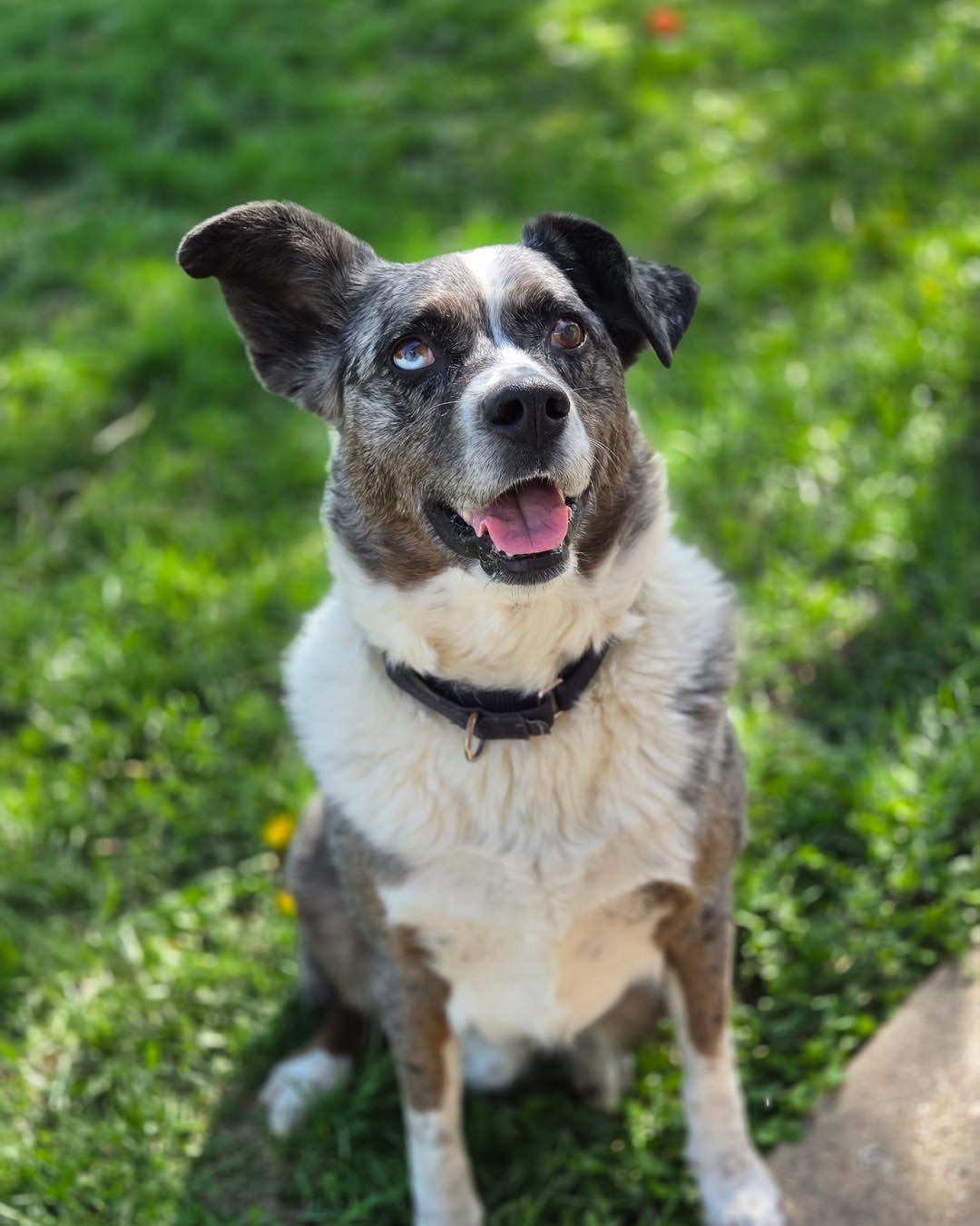$2,079 stands between Kittle and his second chance.
In just one week, Kittle is scheduled to leave for the behavioral rehabilitation program that could finally change his life after more than 700 days in a shelter.
We have come so far because of your support, but time is running out.
This is not extra training. This is his last chance. Please help us finish this for him.
Donate if you can, share his story, and help us save Kittle’s life.
Ways to give are listed in the comments and original post.