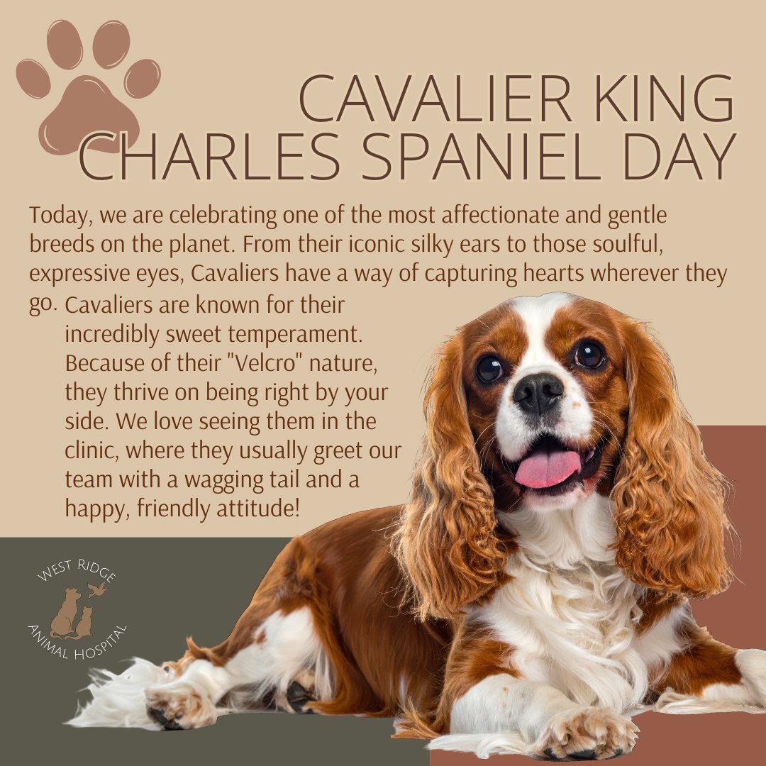 Celebrating the Heart-Melting Charm of Cavaliers! ๐๐ถ
Happy Cavalier King Charles Spaniel Day! Today, we are celebrating one of the most affectionate and gentle breeds on the planet. From their iconic silky ears to those soulful, expressive eyes, Cavaliers have a way of capturing hearts wherever they go.
At West Ridge Animal Hospital, we know that these dogs are more than just petsโthey are professional snugglers and constant companions. Whether your Cavalier is a master of the "Cavalier lean" or the undisputed ruler of the sofa, we are so grateful for the joy they bring to our Greeley community!
A Little Love for the Breed:
Cavaliers are known for their incredibly sweet temperament. Because of their "Velcro" nature, they thrive on being right by your side. We love seeing them in the clinic, where they usually greet our team with a wagging tail and a happy, friendly attitude!
Does your Cavalier have a signature move? Whether itโs a funny sleeping position, a favorite toy, or a "royal" greeting they give you when you get home, tell us in the comments! Share a photo of your favorite "King Charles"โweโd love to see them! ๐
#CavalierKingCharlesSpanielDay #CavalierLove #KingCharlesSpaniel #NoCoPets #westridgeanimals #NorthernColorado #WRAHFamily #DogLovers