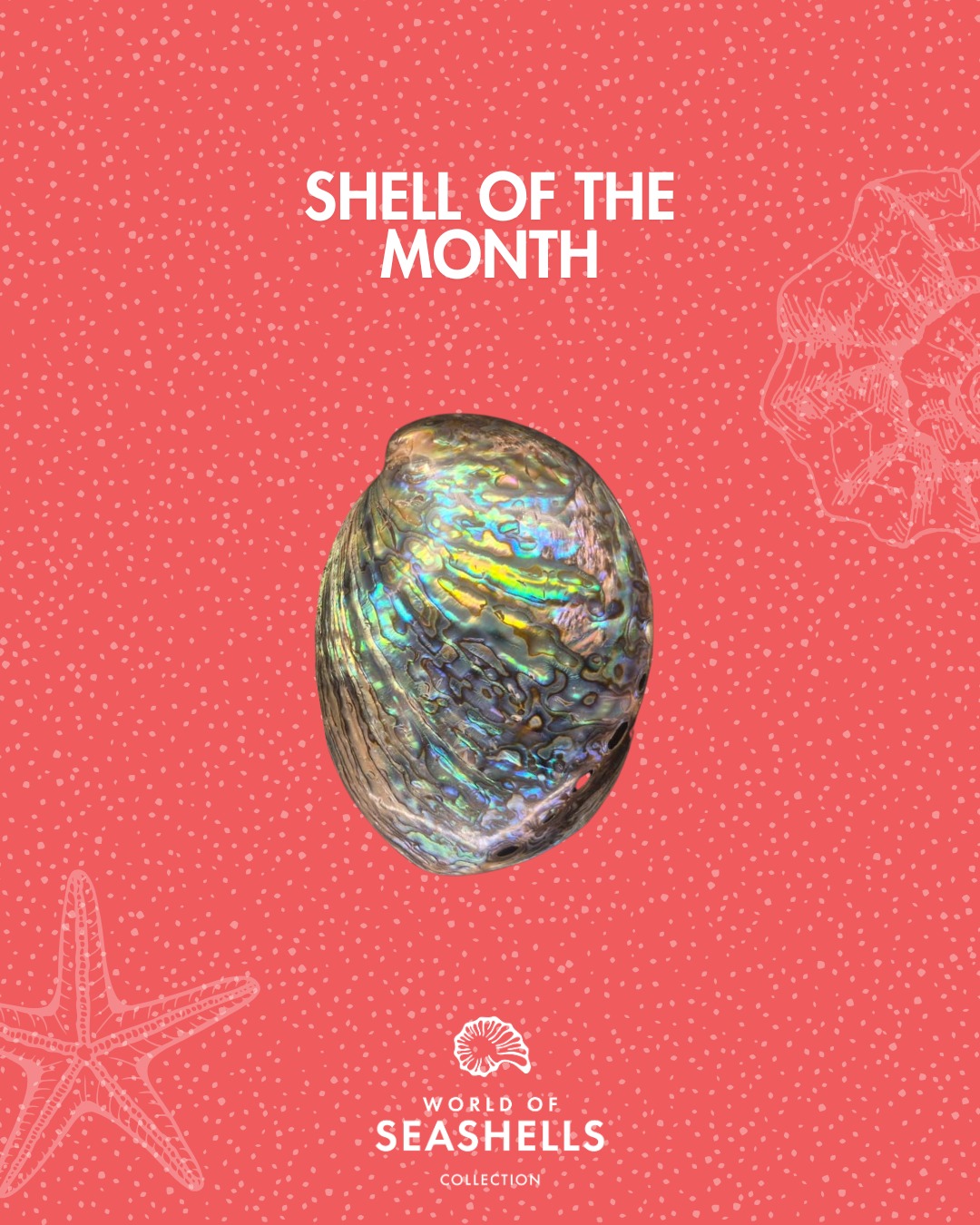 Shell of the Month: Mother of Pearl 🐚
Soft, luminous, and timeless, Mother of Pearl has long symbolised femininity, protection, and gentle strength. Its natural glow has inspired jewellery for centuries, reflecting light with a quiet elegance, a beauty that feels both delicate and enduring.
This Mother’s Day, we celebrate mothers through this delicate natural treasure, a quiet symbol of softness and strength. 🌺
#WorldOfSeashells #ShellOfTheMonth #MotherOfPearl #MothersDay #BelOmbre #Mauritius #Seashells