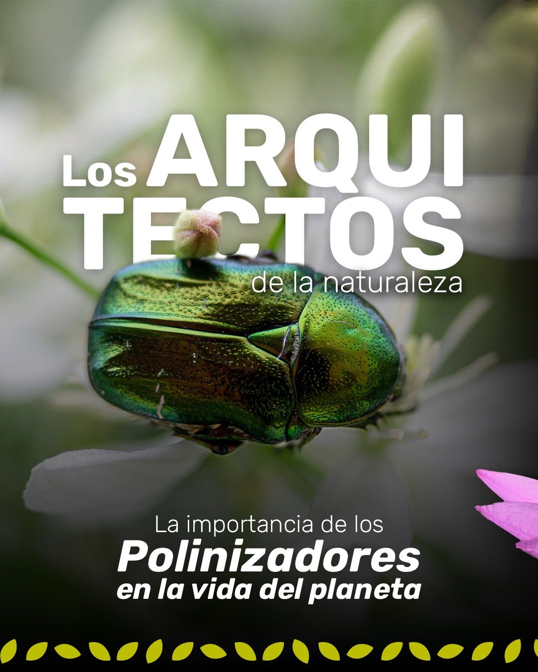🌺🐝🦇 Ellos conectan la vida en cada ecosistema 🌿
Los polinizadores cumplen un papel fundamental en la naturaleza, ayudando a que muchas plantas, flores y frutos puedan existir 🌼✨
Cada uno aporta al equilibrio de la biodiversidad 💚
¿Ya conocías la importancia que tienen para la vida en el planeta? 🌎
#polinizadores #biodiversidad #jardínbotánicodecali