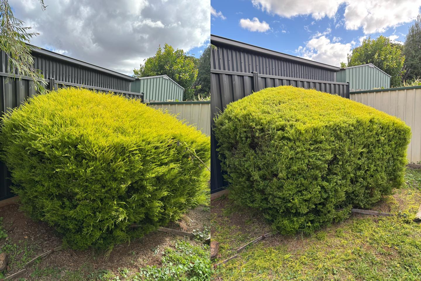 Light trimming #melbourne #lawns #mowing #gardening #MowingService #lawnmowing #GBG