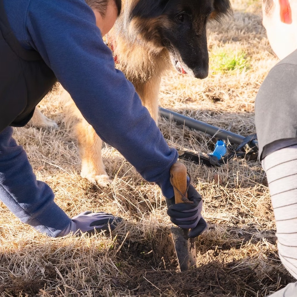 Don’t miss out — Double Oaks Estate has two special winter weekend truffle‑hunt dates coming up, 13 June and 20 June, offering a relaxed cellar‑door experience with cool‑climate wines, beautiful views, delicious truffle toasties and the charm of Lancefield in winter. Bookings available on our website. #macedonrangessc #cellardoor #daylesford #visitmacedonranges #melbourneweekends #macedonrangesnaturallycool #familywinery #lancefield #weekendsinmelbourne #sunbury #kyneton #gisborne #woodend #truffle #TruffleSeason #trufflehunter #TruffleHunting