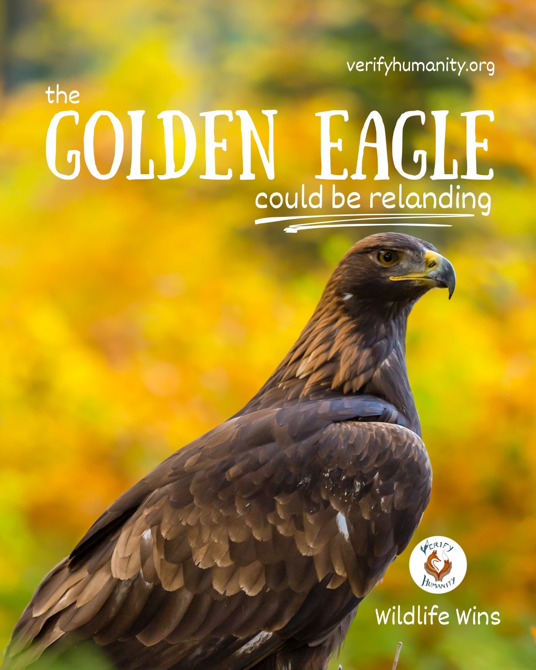 A wild legend could be returning home 🦅
Absent from our skies for more than 150 years because of humans, the Golden Eagle will hopefully soar in England once again. Rewilding plans could start as early as next year with a £1 million funding for a reintroduction & recovery program. Young birds could be set free to thrive in 8 promising recovery zones located in the north of England.
This is a powerful step toward restoring ecological balance across England’s landscapes.
#goldeneagle #rewildingbritain #nature #ukwildlife #wednesdaywins
Source
Gov.UK - Press Release 12/04/26 - Iconic golden eagles to make comeback in England. Contains public sector information licensed under the Open Government Licence v3.0.