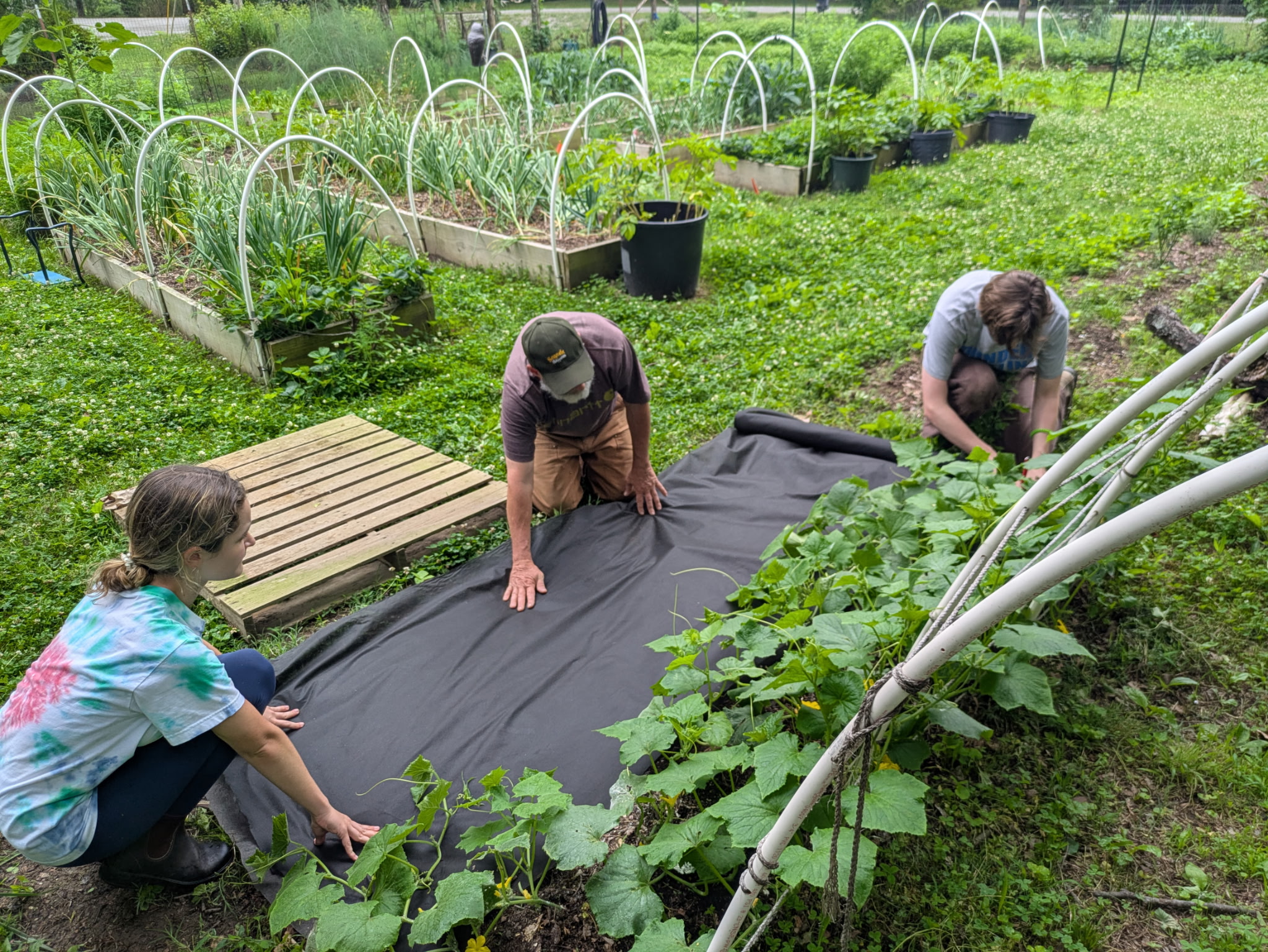 Our summer interns have been working hard today with Paul to build a bed for the cucumber vines to grow. #organicgarden #summerinterns #looksdivine #cucumbers