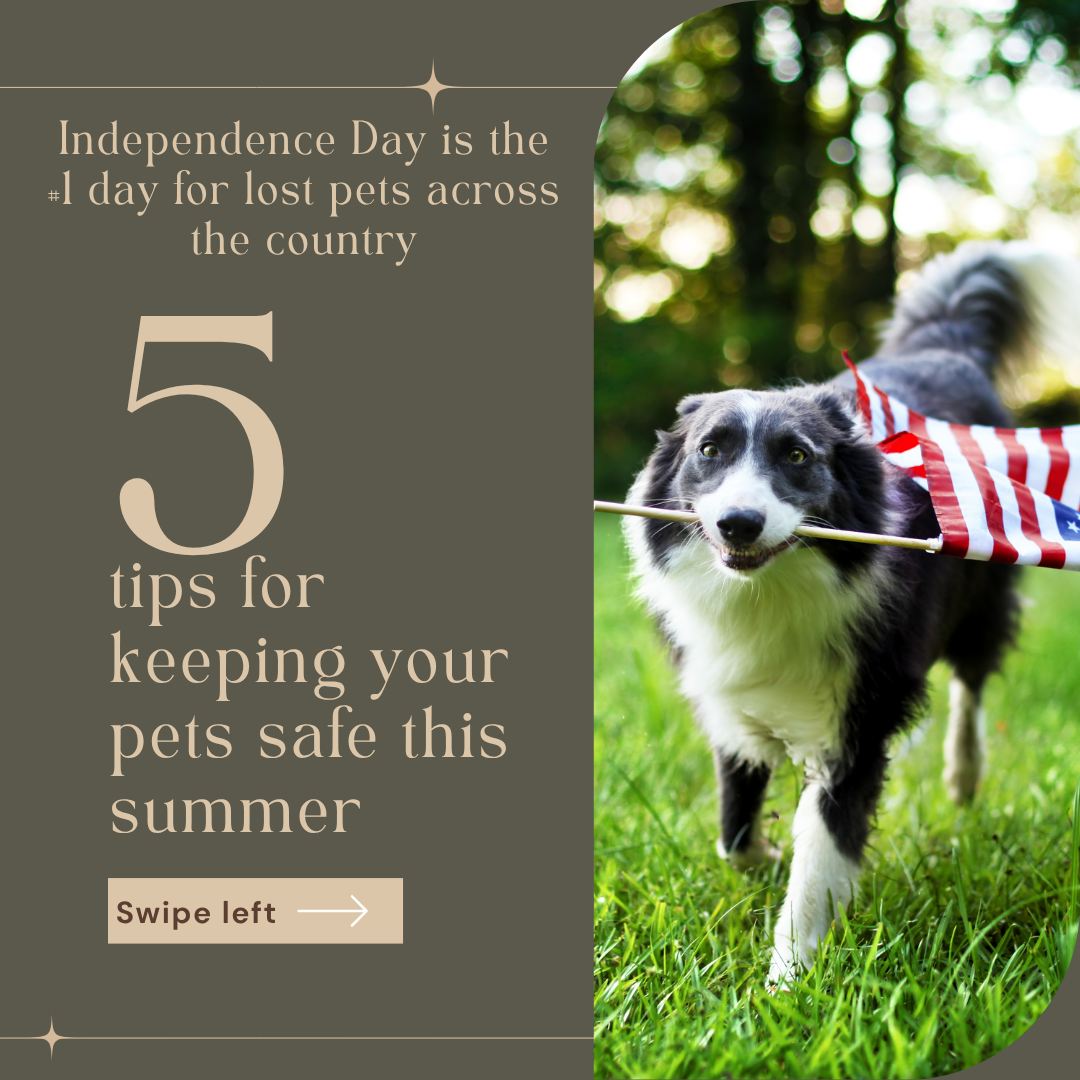 Keep Your Pets Safe This Independence Day! ๐๐พ
Did you know? Independence Day is the #1 day for lost pets across the country. With backyard BBQs and neighborhood fireworks, pets can easily get spooked and slip through an open gate.
The whole team at West Ridge Animal Hospital wants to help you and your furry family members have a stress-free holiday! Here are 5 essential tips for keeping your pets safe this summer:
๐๐ก๐๐๐ค ๐๐ก๐๐ญ ๐๐ข๐๐ซ๐จ๐๐ก๐ข๐ฉ: Ensure your petโs microchip information is current and their collar has a readable tag. If your pet isn't microchipped, call us todayโitโs the best way to ensure they find their way home.
๐๐ฅ๐๐ง ๐๐ก๐๐๐ ๐๐จ๐ซ ๐๐ง๐ฑ๐ข๐๐ญ๐ฒ: If your dog suffers from noise anxiety, donโt wait until the first firecracker goes off to seek help. Call us now to discuss medication or support options!
๐๐ซ๐๐๐ญ๐ ๐ ๐๐๐๐ ๐๐๐ฏ๐๐ง: Set up a quiet interior room or a cozy crate where your pet can feel secure away from the noise.
๐๐ฑ๐๐ซ๐๐ข๐ฌ๐ ๐๐๐ซ๐ฅ๐ฒ: Get those walks and playtime in early in the day, before the evening festivities and fireworks begin.
๐๐๐๐ฎ๐ซ๐ ๐๐จ๐ฎ๐ซ ๐๐ฉ๐๐๐: Double-check your fences and gates. If you are having guests over, make sure everyone knows to keep the exits closed tight!
We are here to help you get prepared! Give us a call at West Ridge Animal Hospital if you need an appointment or just want to chat about your pet's specific safety plan.
Holiday Reminder: West Ridge Animal Hospital will be CLOSED on July 4, 2026. Please plan your medication refills and appointments accordingly!
#westridgeanimals #PetSafety #July4th #NoCoPets #NorthernColorado #WRAHFamily #GreeleyVets